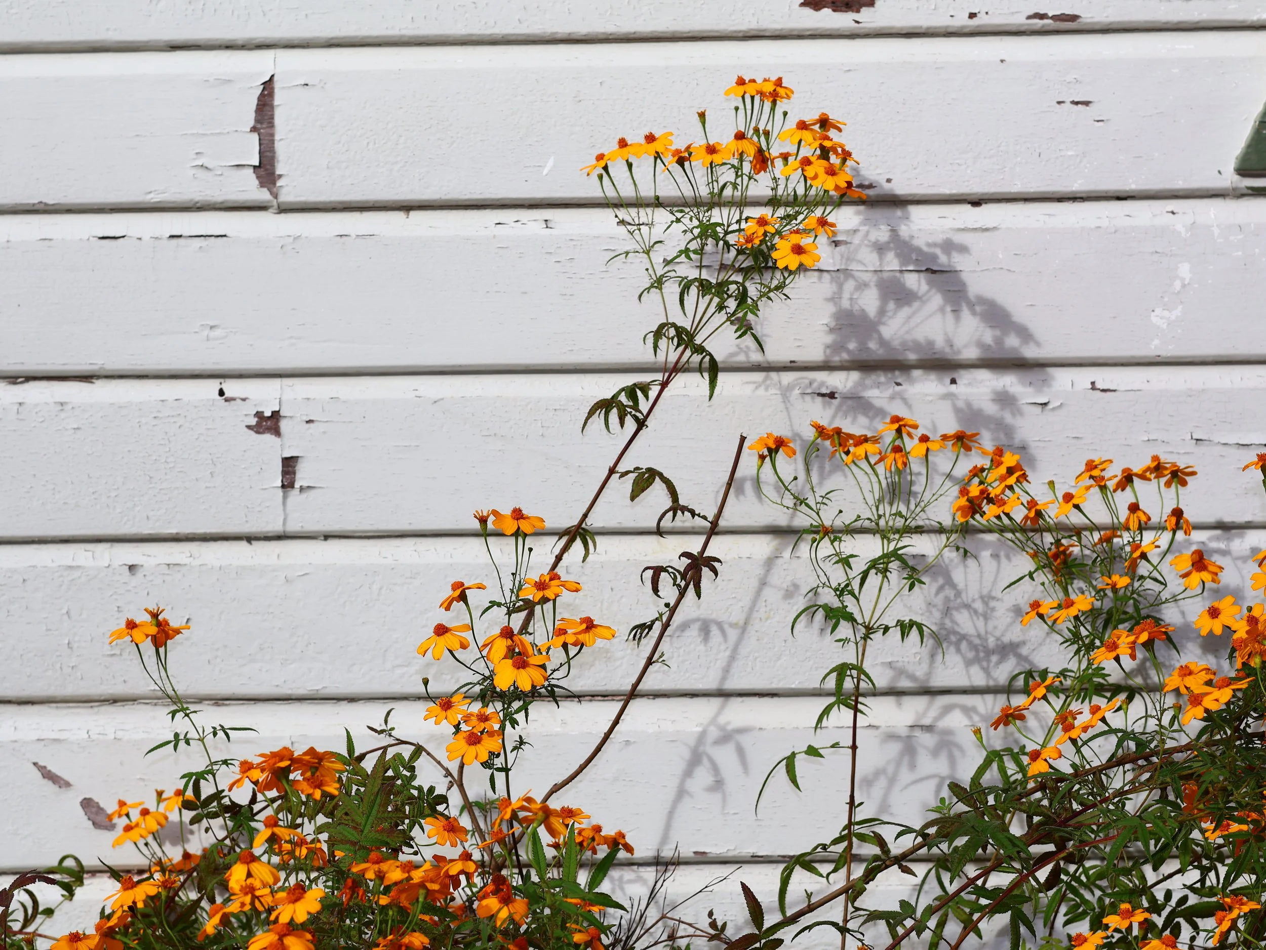 A cluster of orange flowers growing in front of a white wooden wall with peeling paint.
