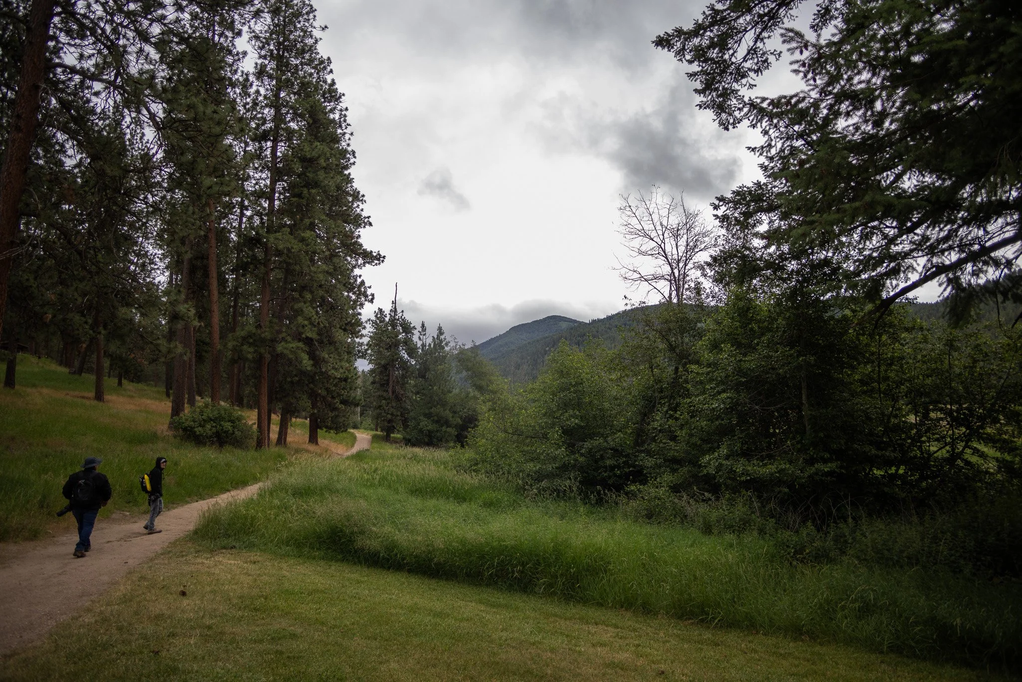 Two hikers walking on a dirt trail through a lush green forest with towering trees and mountain in the background on a cloudy day.