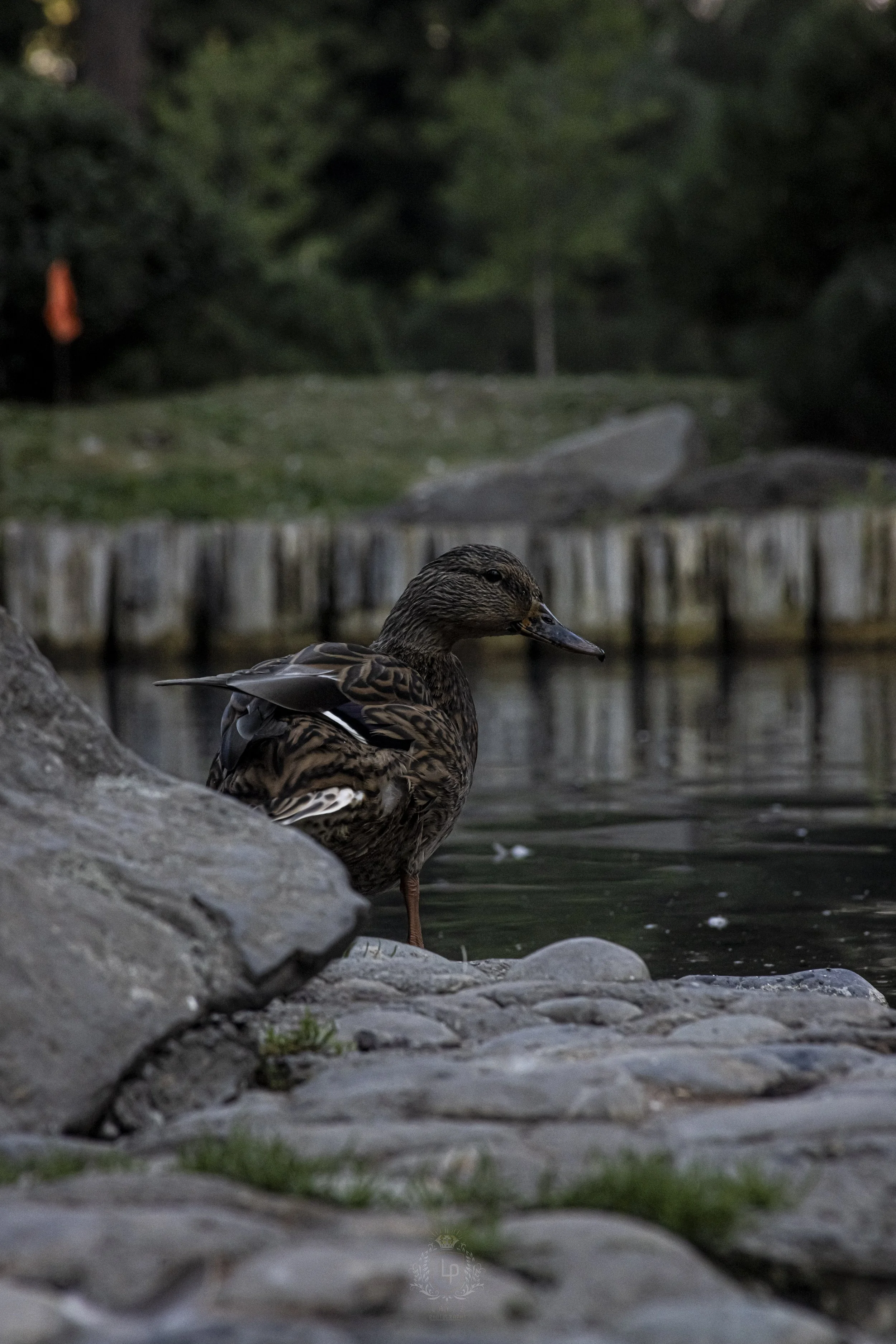 A brown duck stands on a rocky riverbank with water and a wooden barrier in the background.