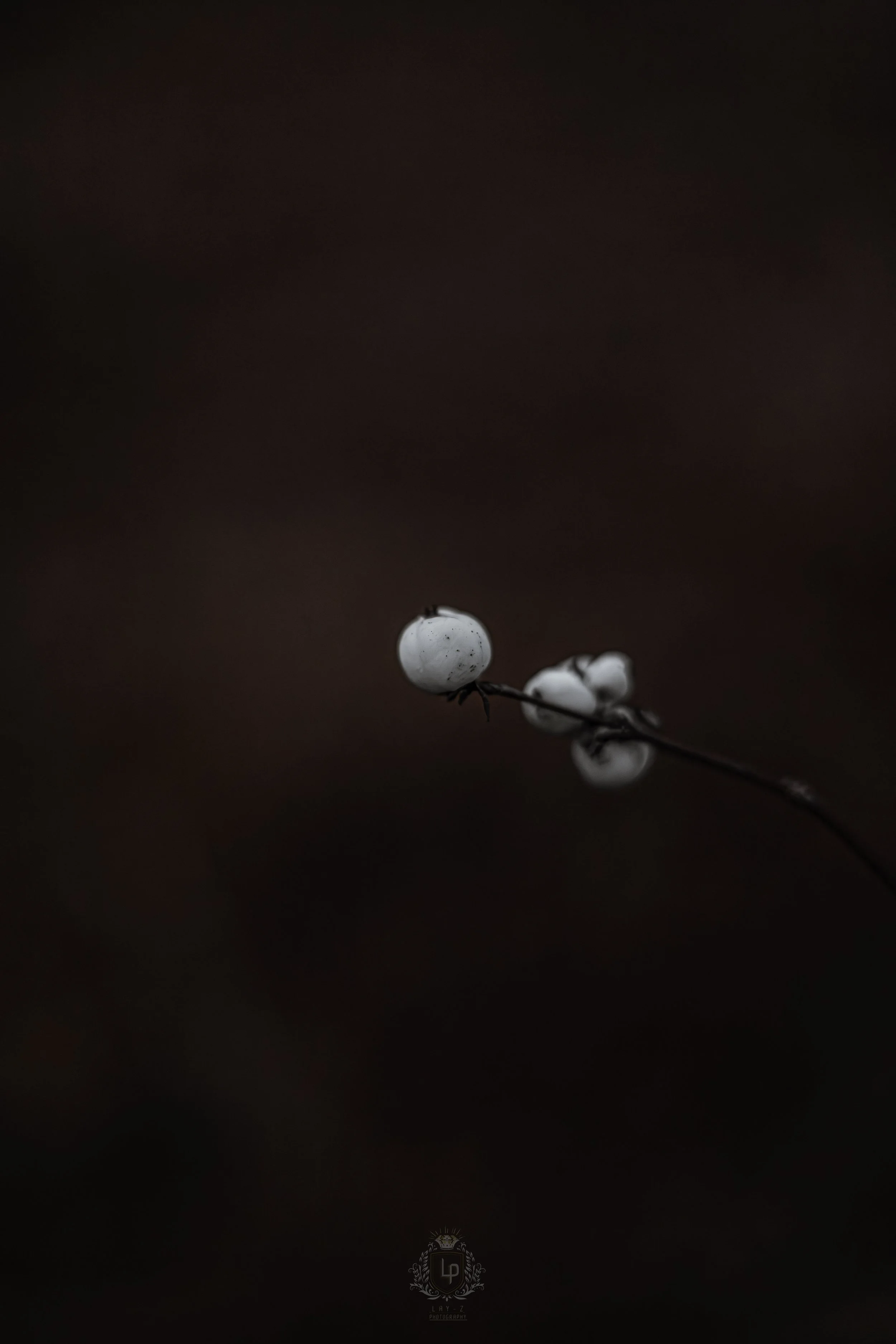 Close-up of a small branch with white berries against a dark, blurred background.