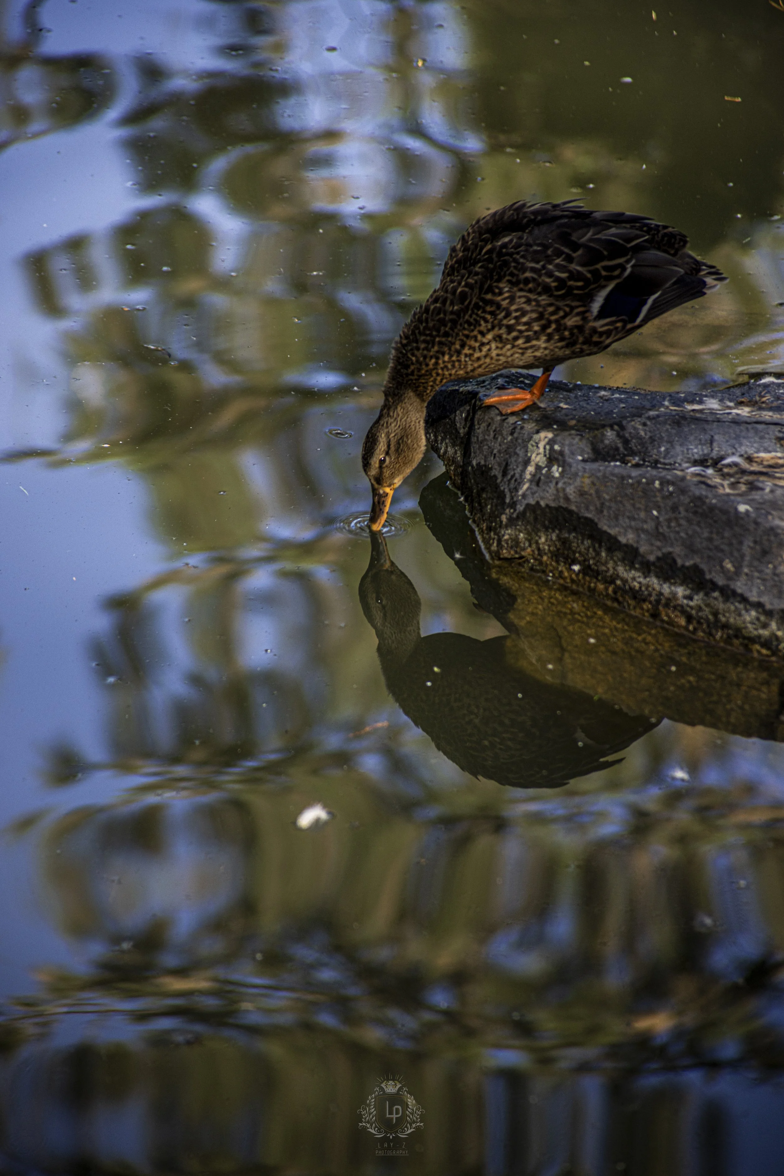 A duck standing on a rock leaning over and drinking water from a pond, with its reflection visible in the water.
