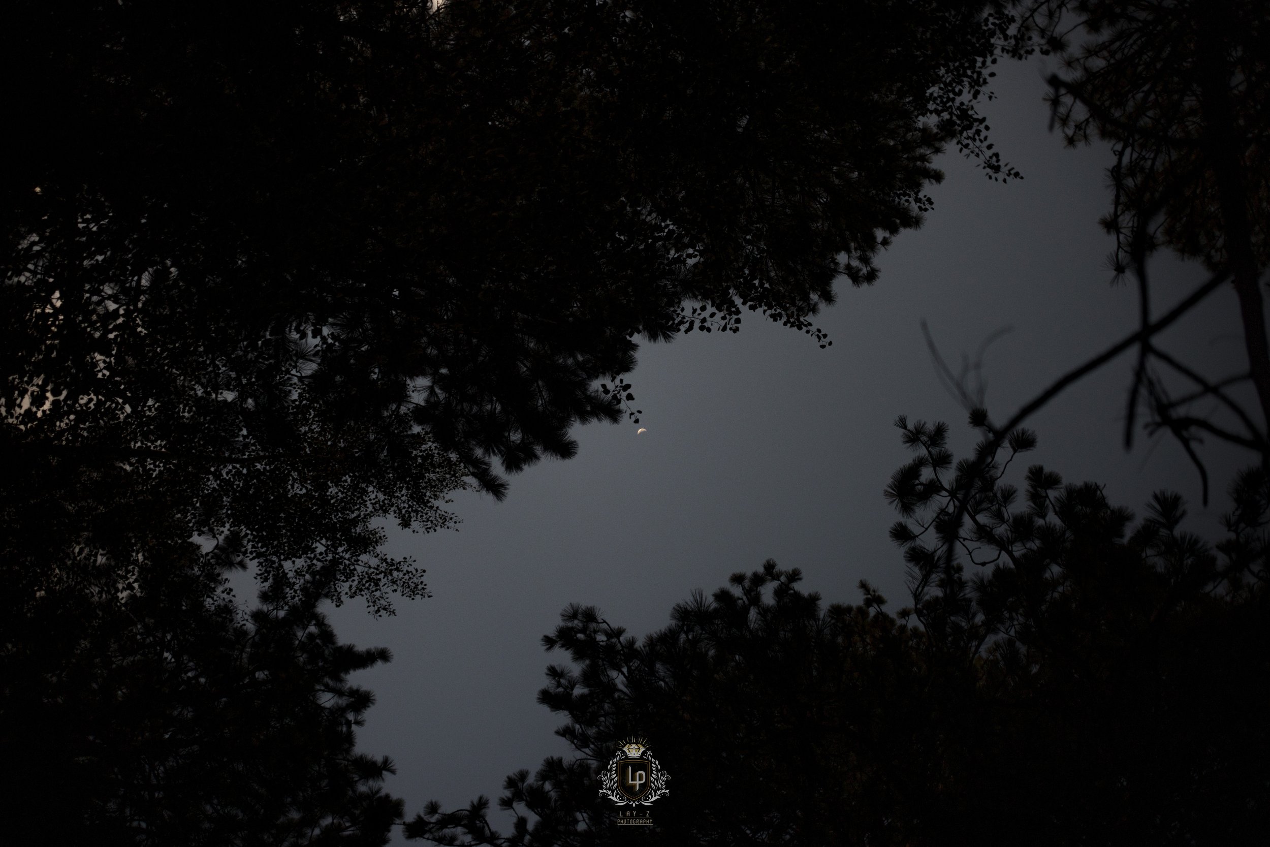 Night sky viewed through trees with visible crescent moon.