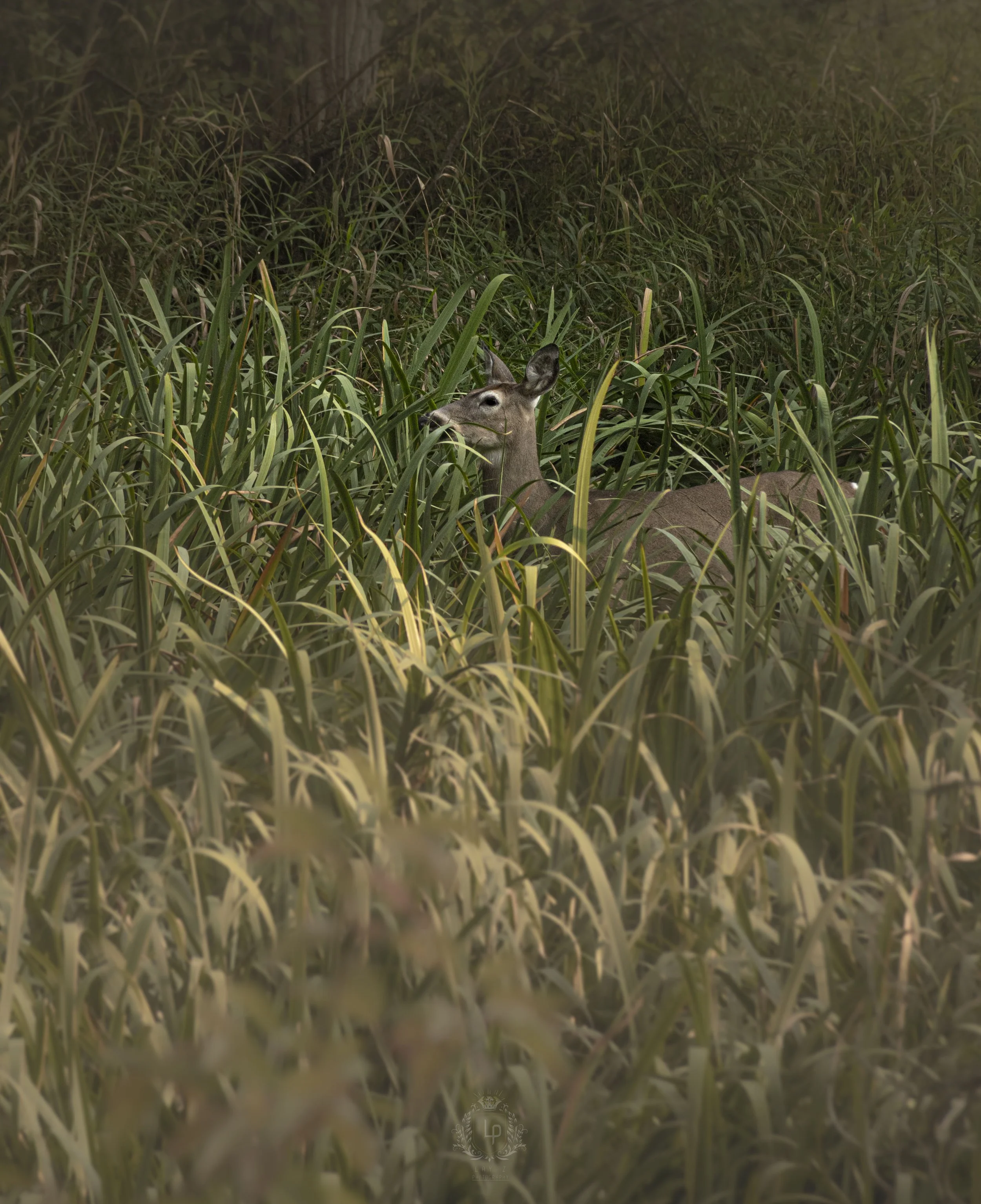 A deer standing in tall grass and foliage, looking to the side in a natural outdoor setting.
