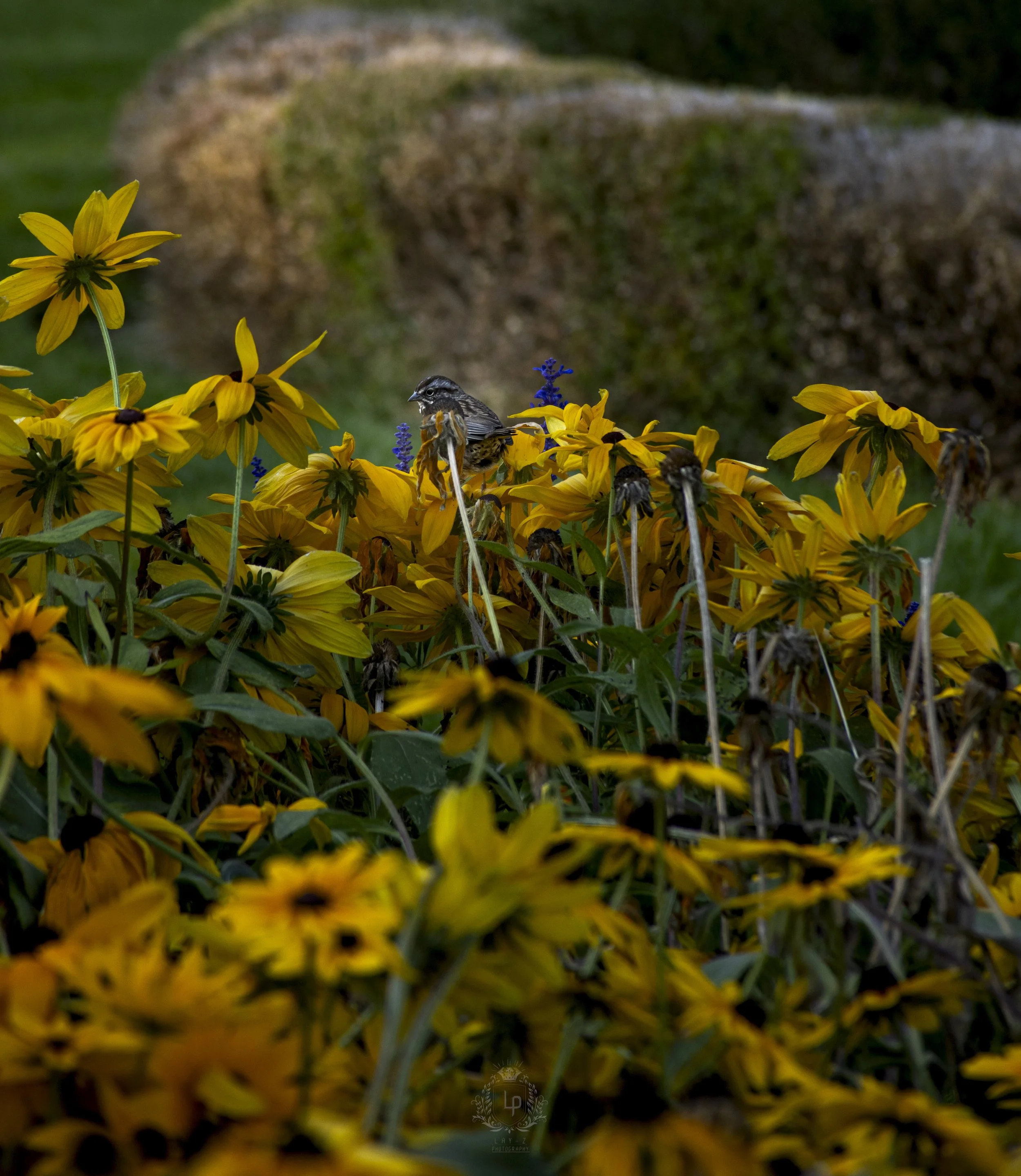 A small bird perched on a cluster of yellow flowers with purple accents, with a large stone in the blurry background.