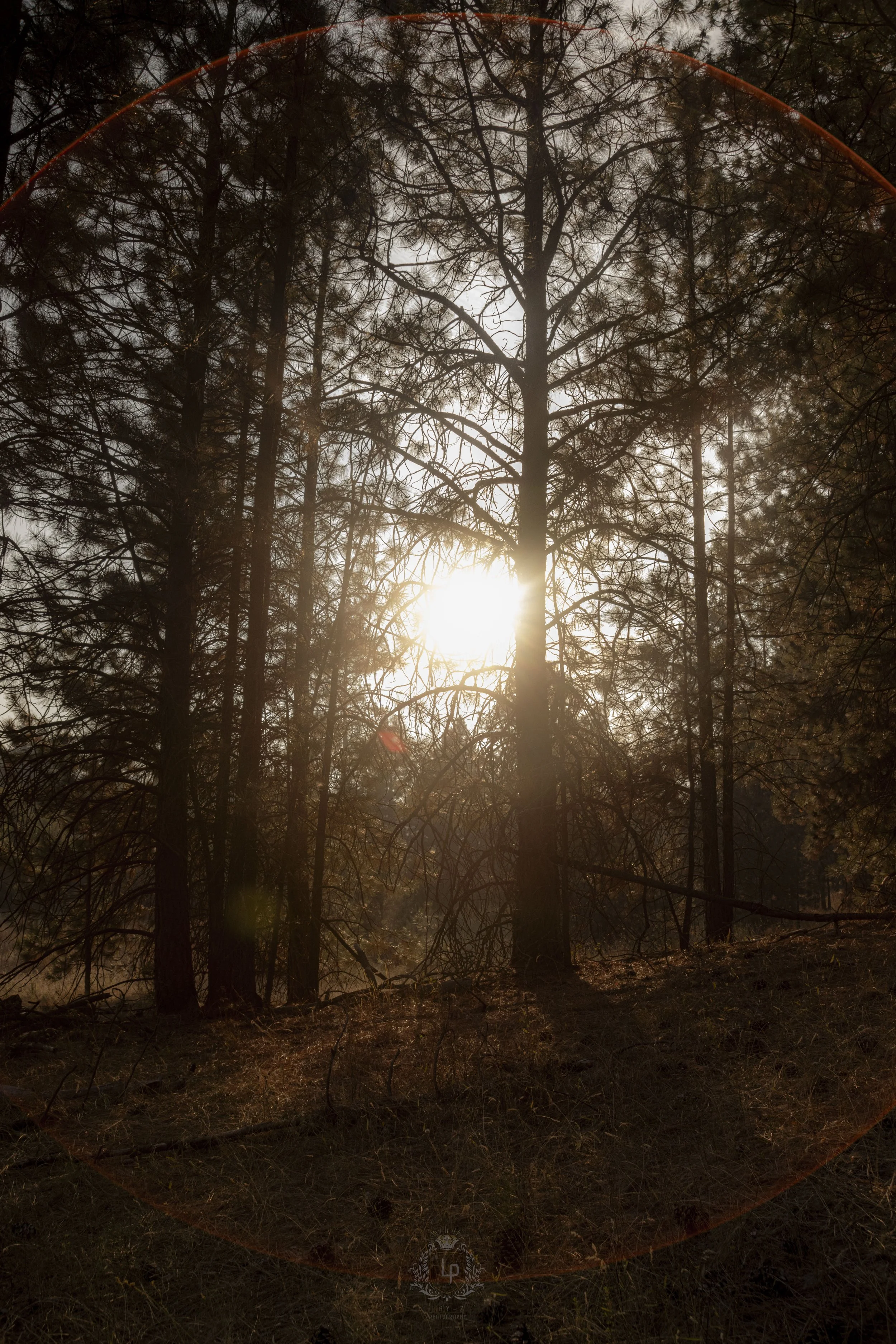 Sun shining through tall trees in a forest, casting warm light on the ground.