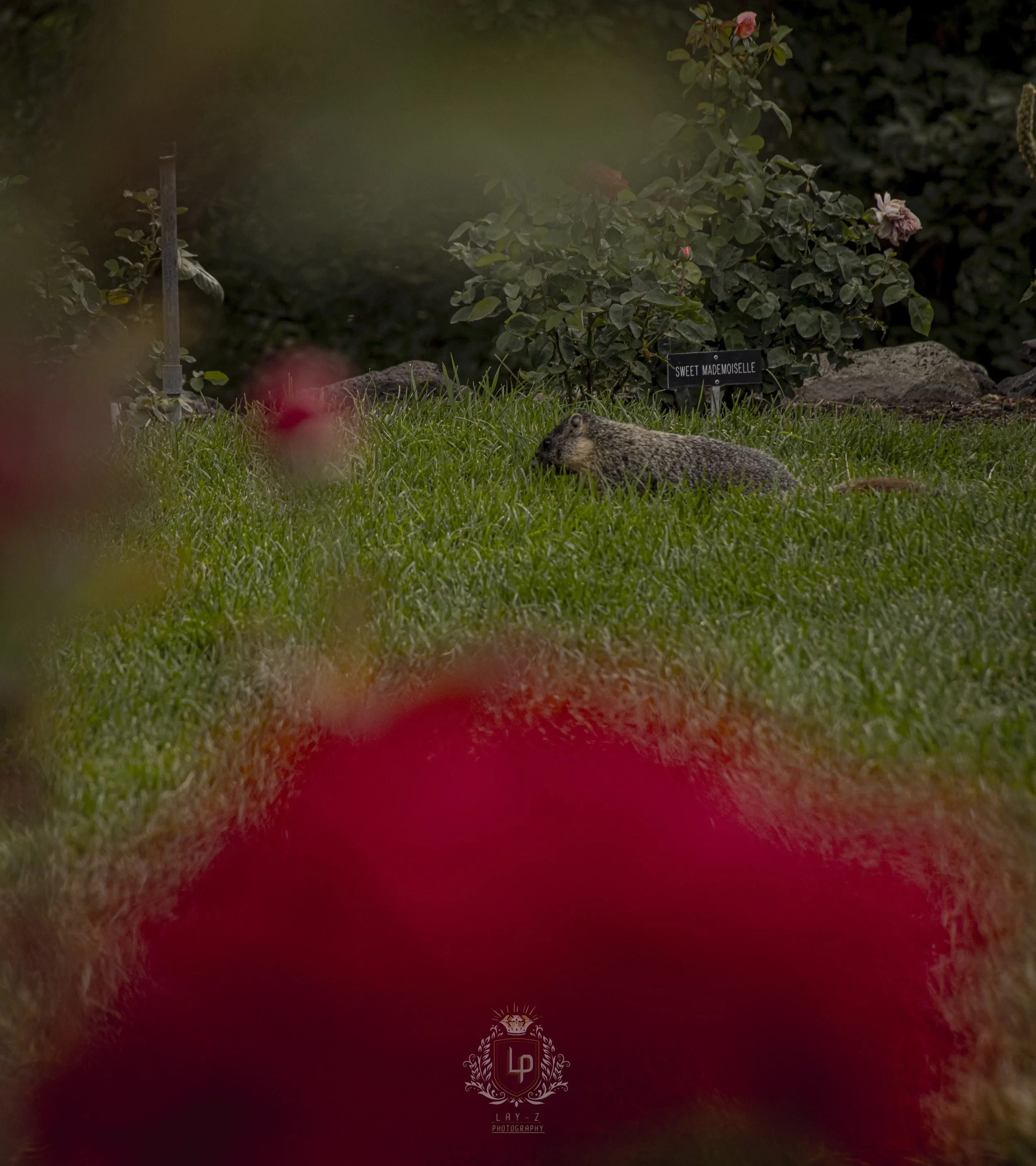 A ground-level close-up of a grassy area with a prairie dog lying on the grass, surrounded by pink flowers and a small sign that reads 'Sweet Mademoiselle' in the background.