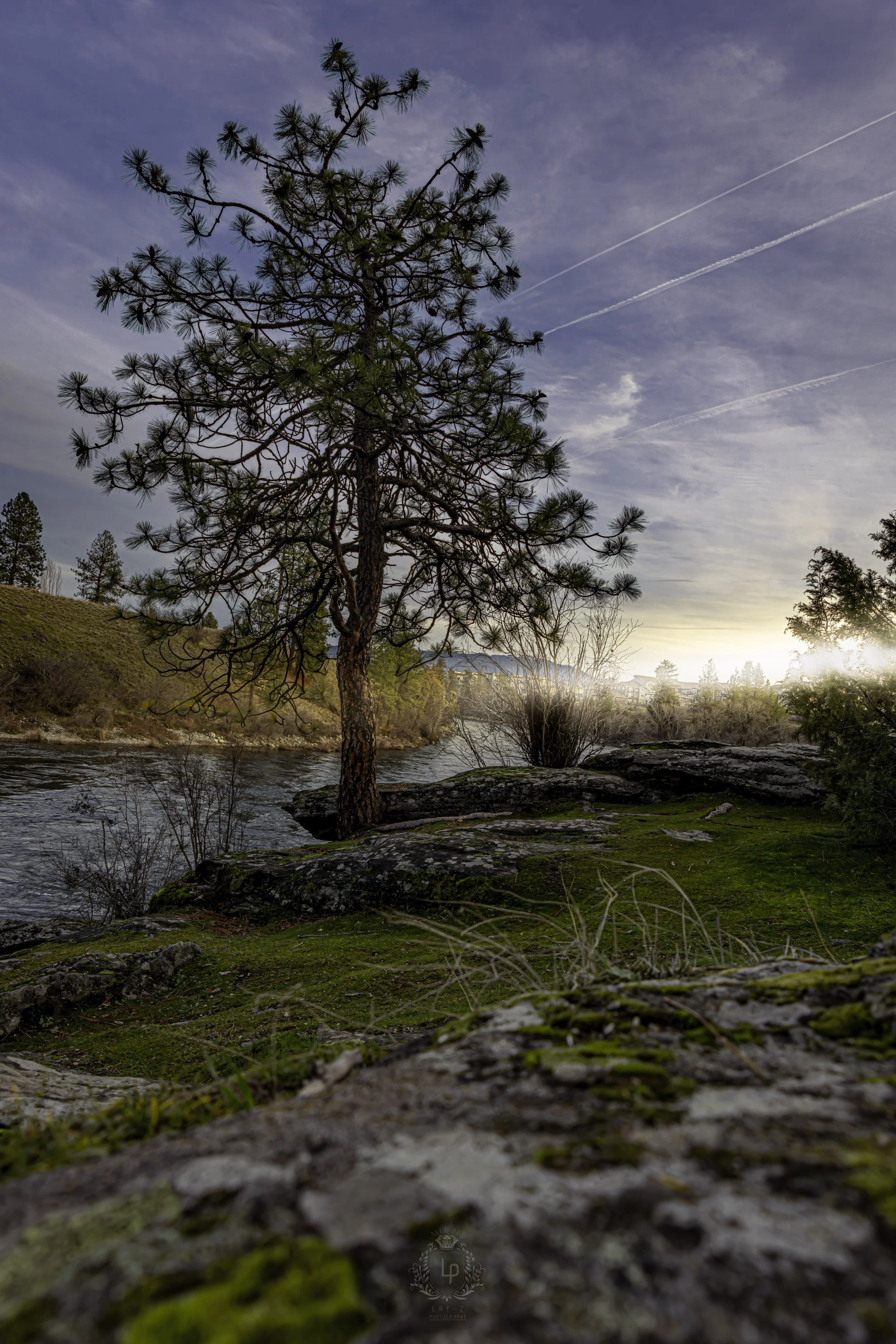 A tall pine tree beside a river with rocks and green moss in the foreground, under a partly cloudy sky at sunset.