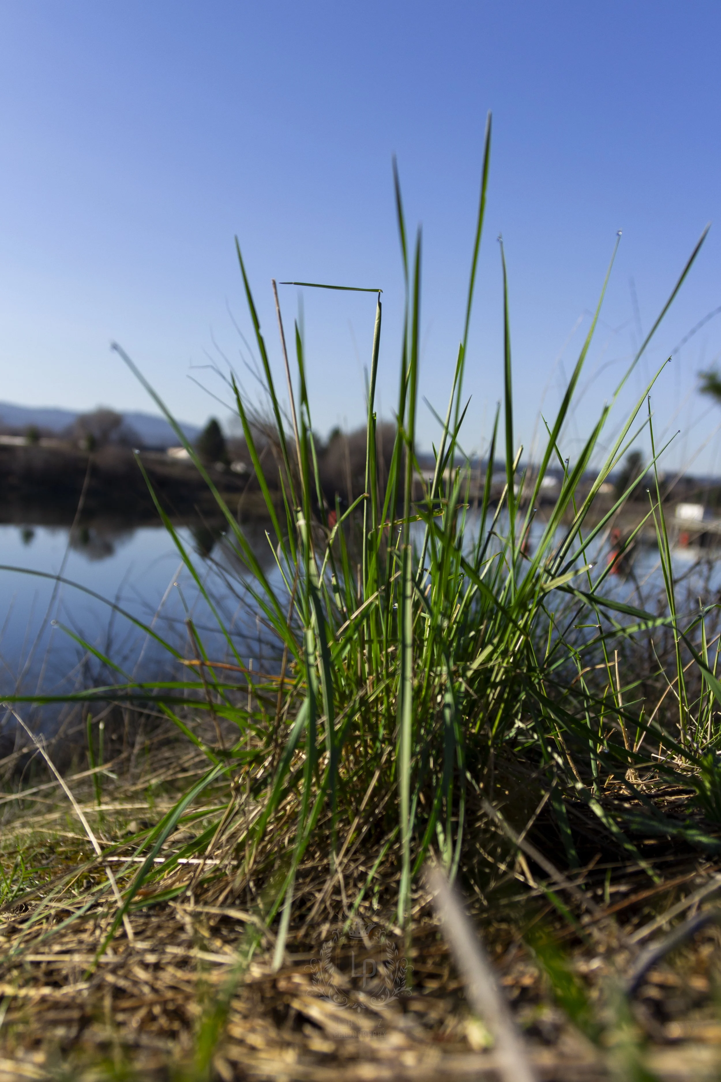 Close-up of green grass and plants near a body of water with a clear blue sky in the background.