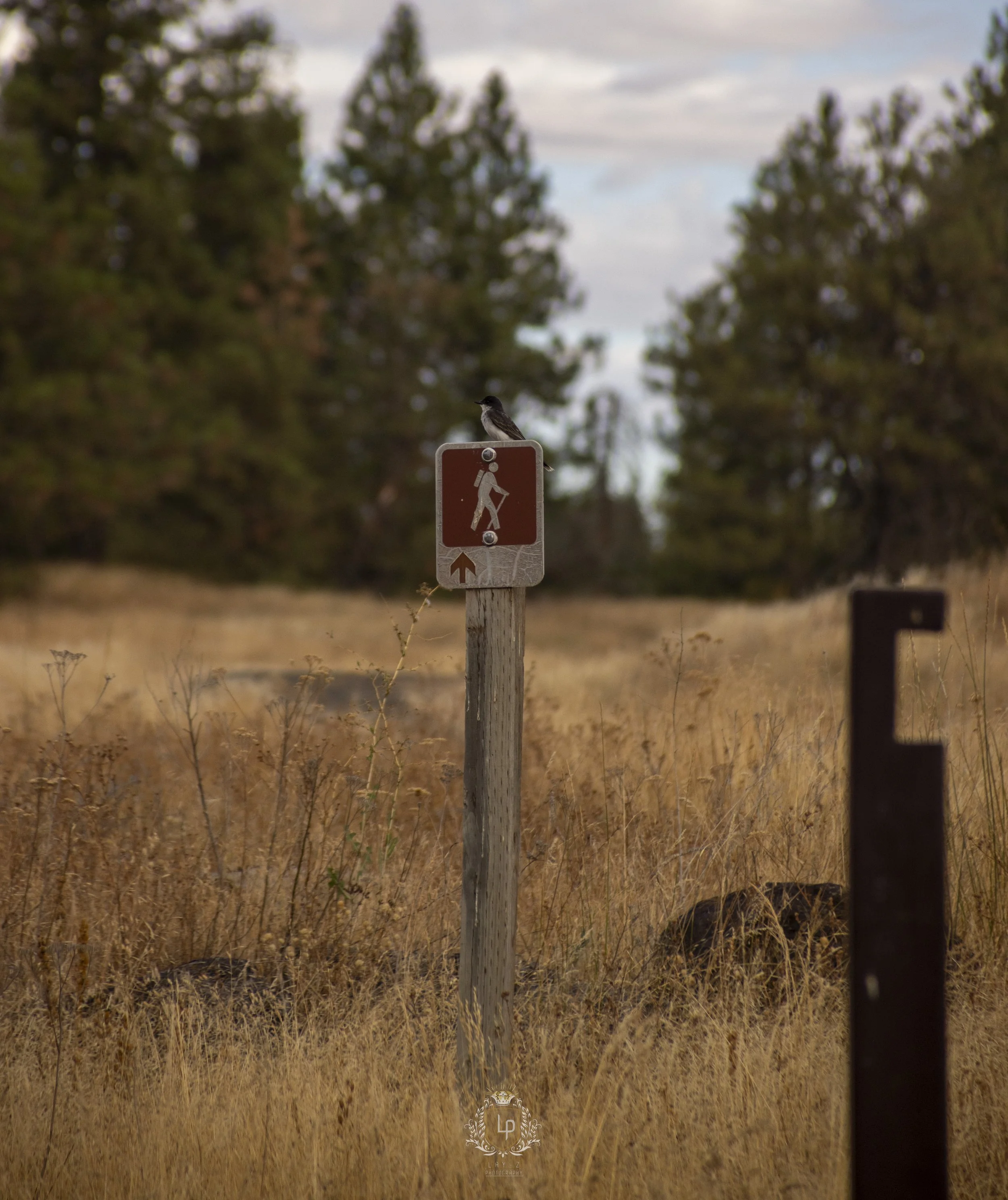A trail sign with a bird perched on top, in a dry field with tall yellow grass, trees in the background, and a partly cloudy sky.