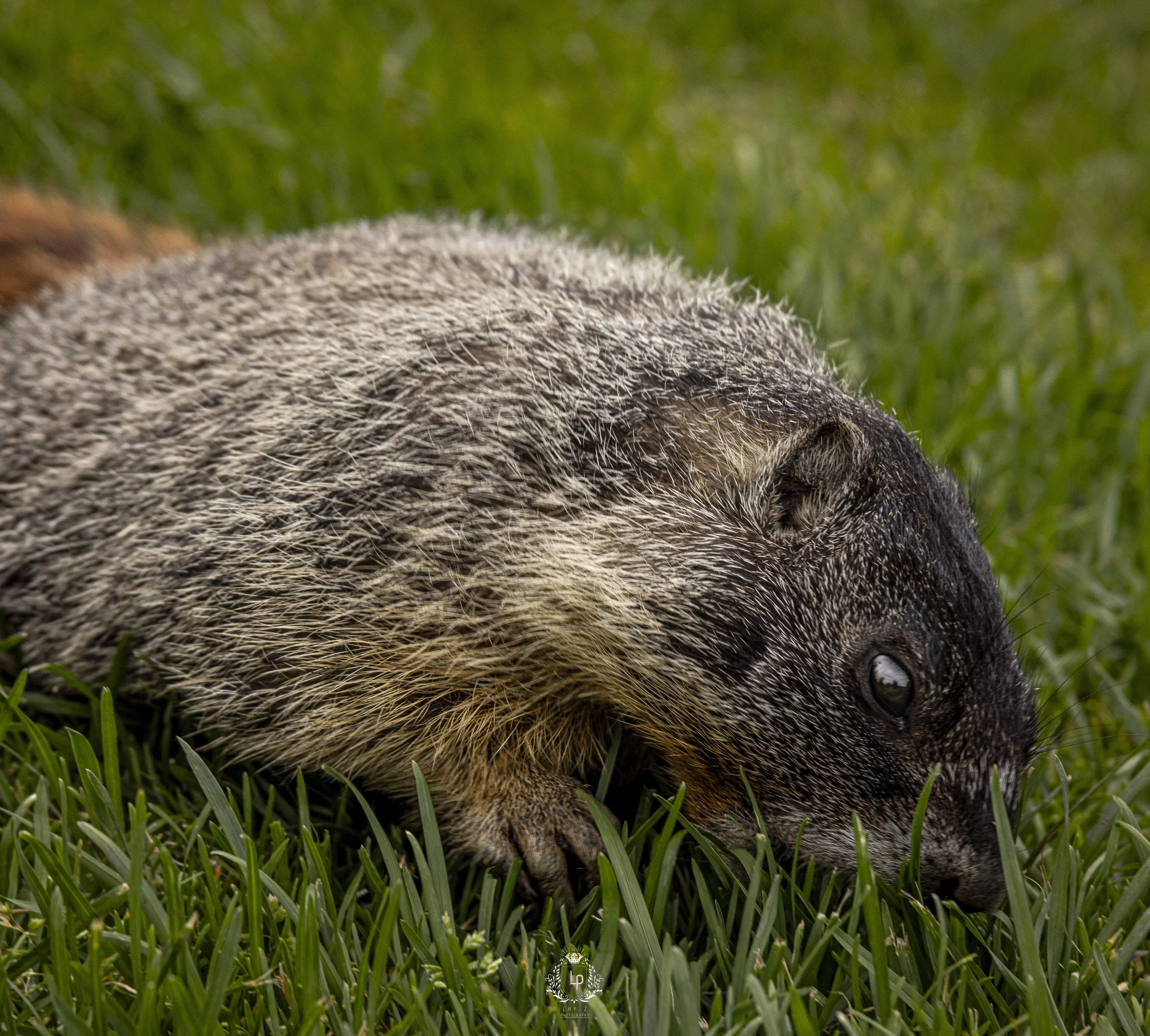 Close-up of a groundhog lying on green grass with its eyes closed.