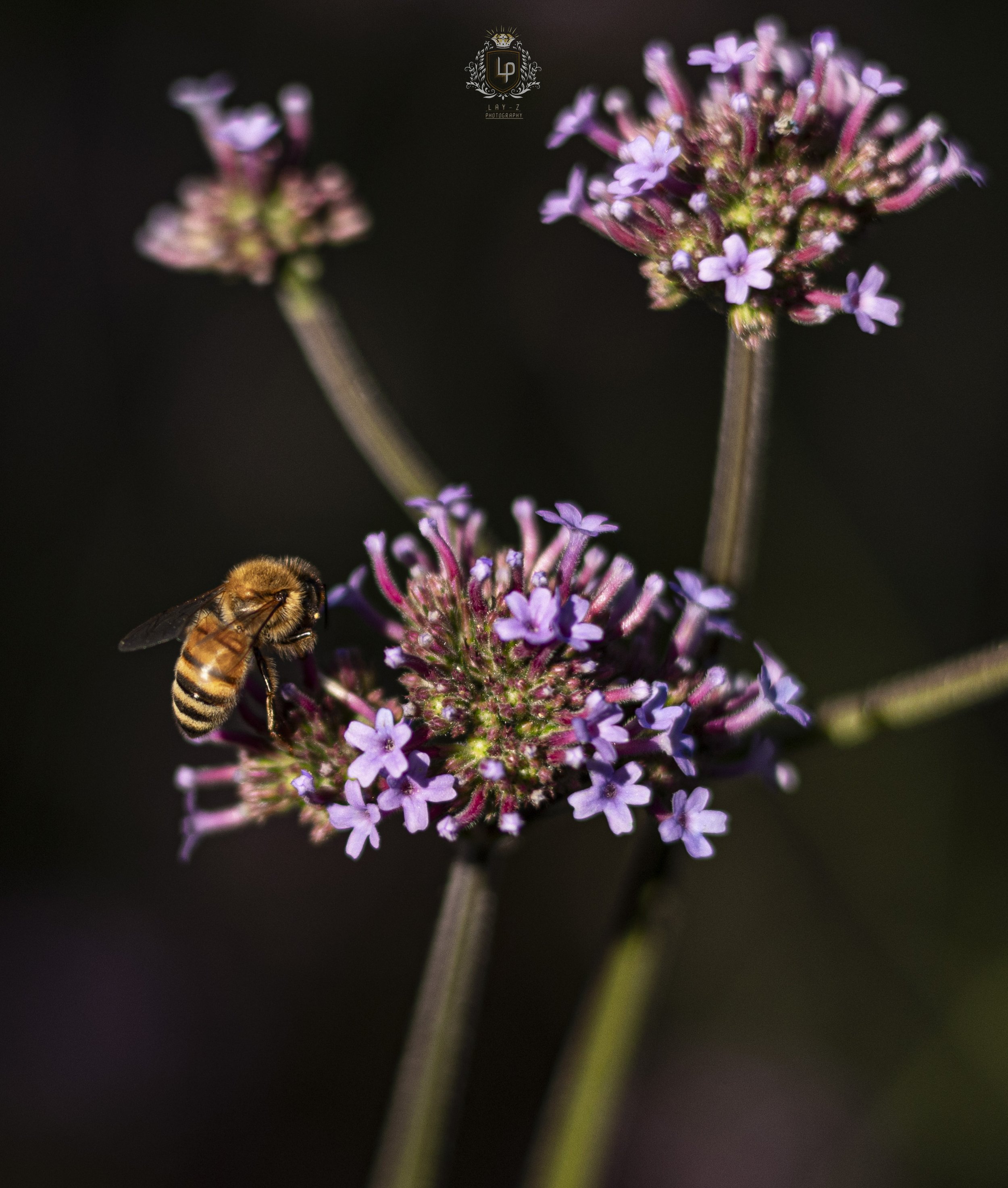 Close-up of a honey bee on purple flowering plant with a dark background.