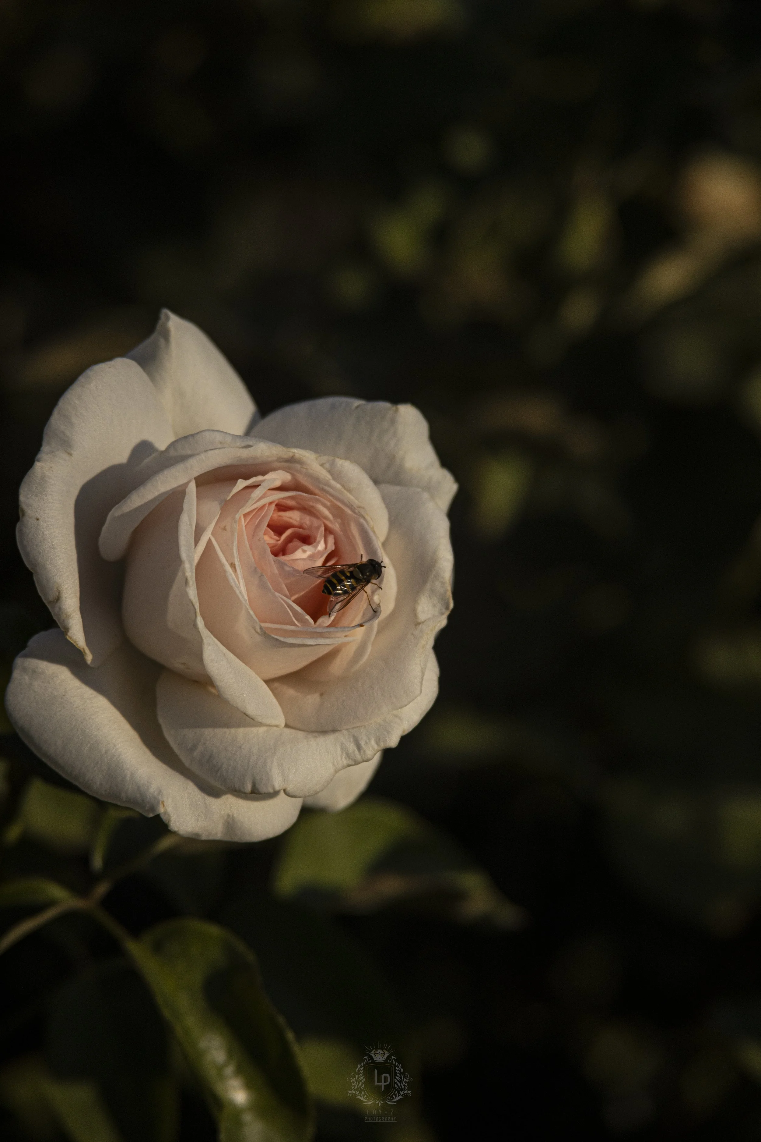 A pale pink and cream rose in full bloom with a bee collecting nectar on its petals.