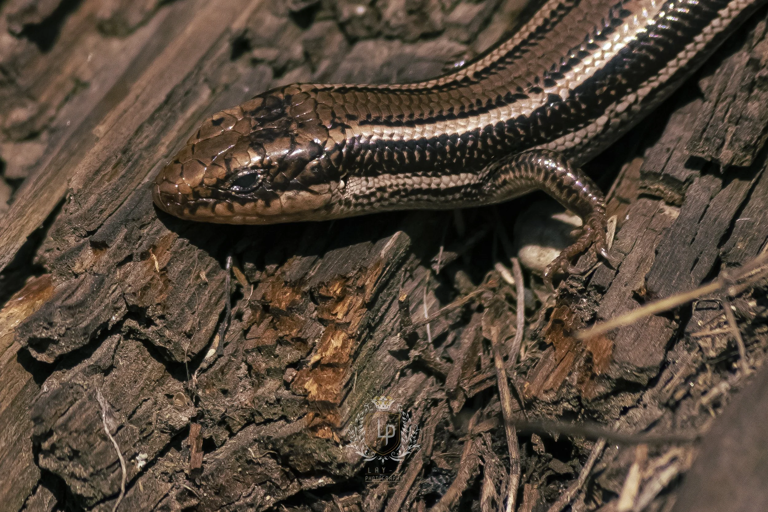 A close-up of a brown and black striped lizard resting on a piece of wood, with its head turned slightly and one leg visible.