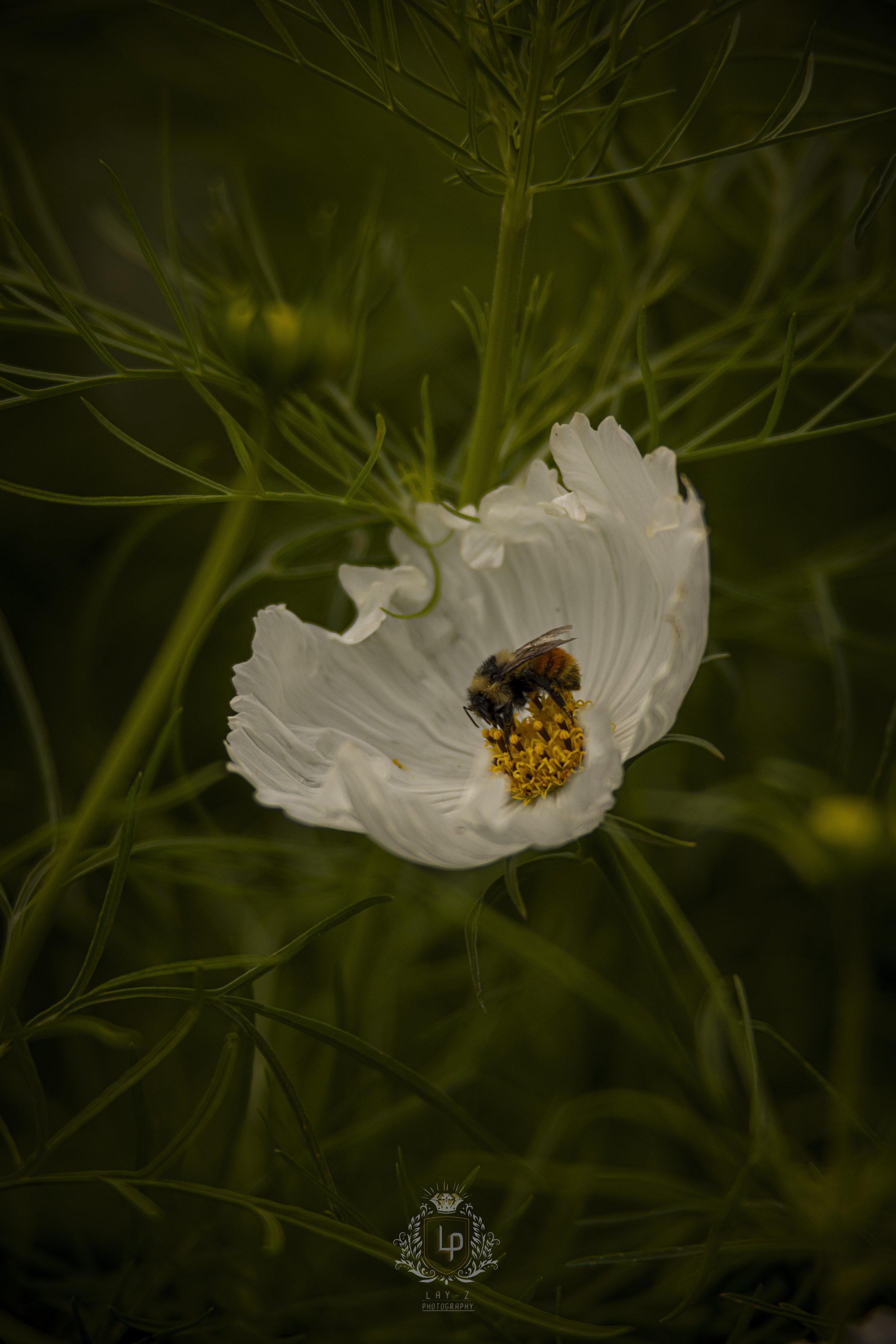 A bee collecting pollen on a white flower with green foliage in the background.