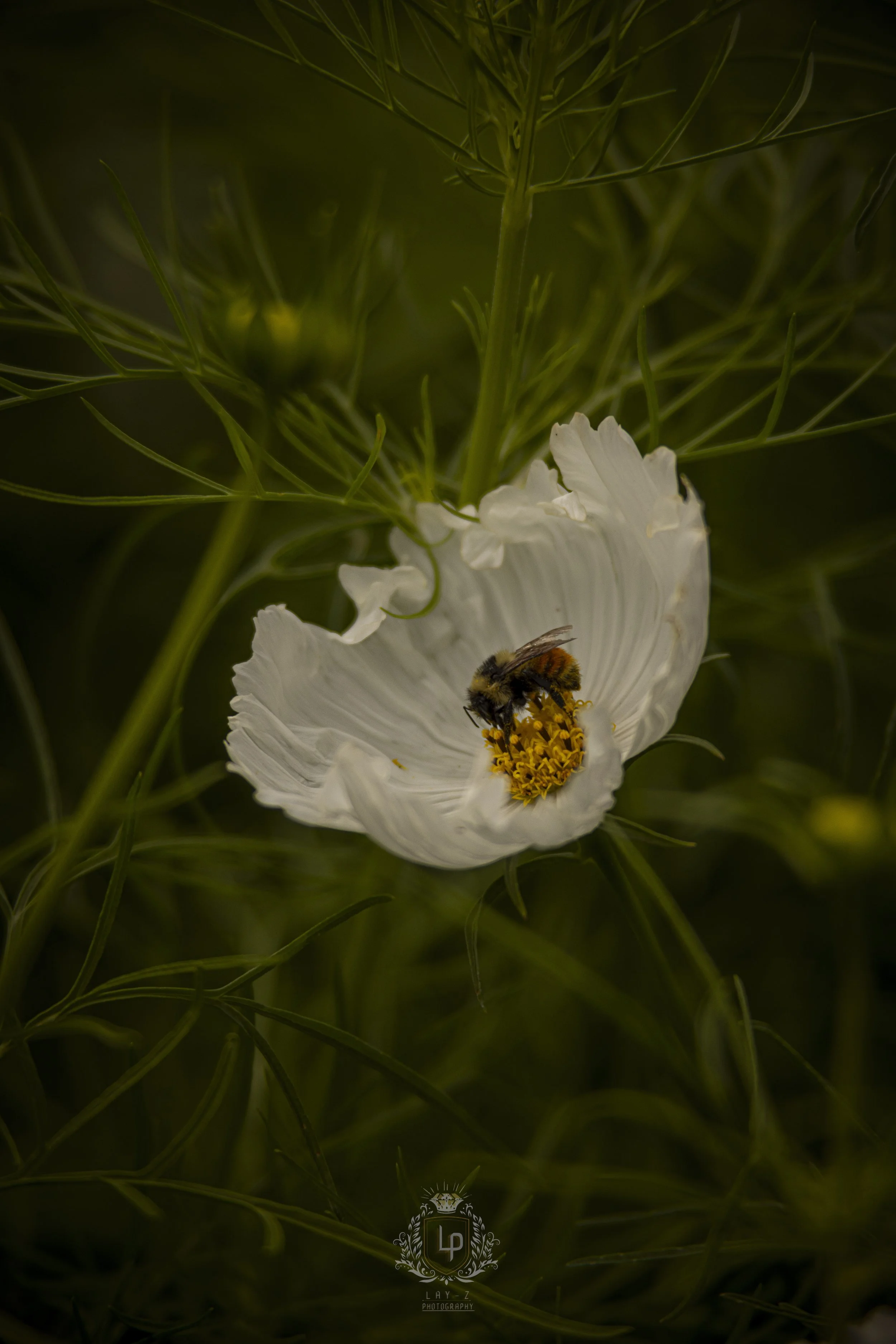 honeybee-on-white-flower-macro-wildlife-photography.jpg.jpg