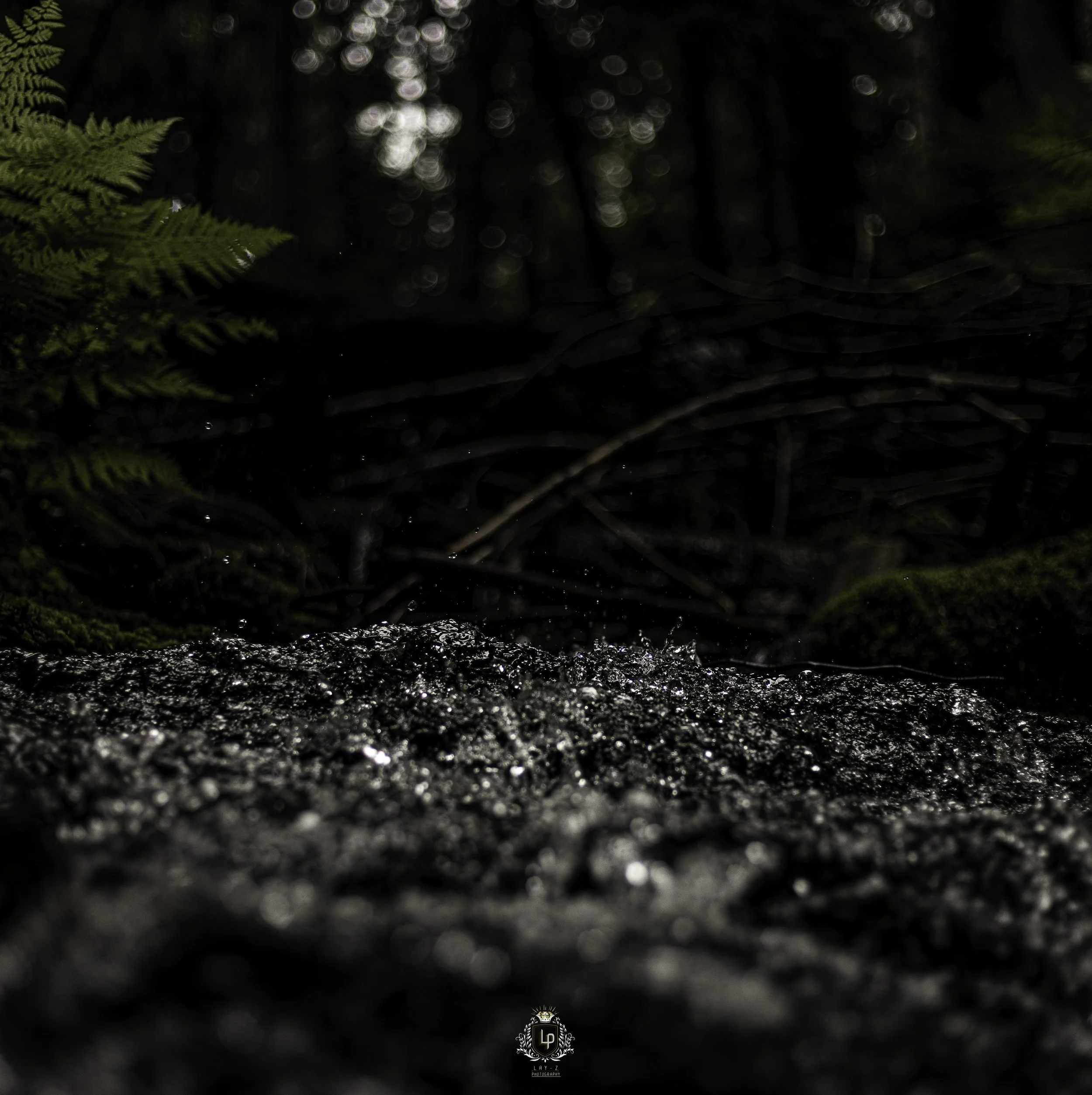 Close-up of water flowing over rocks in a dark forest with ferns and branches in the background.