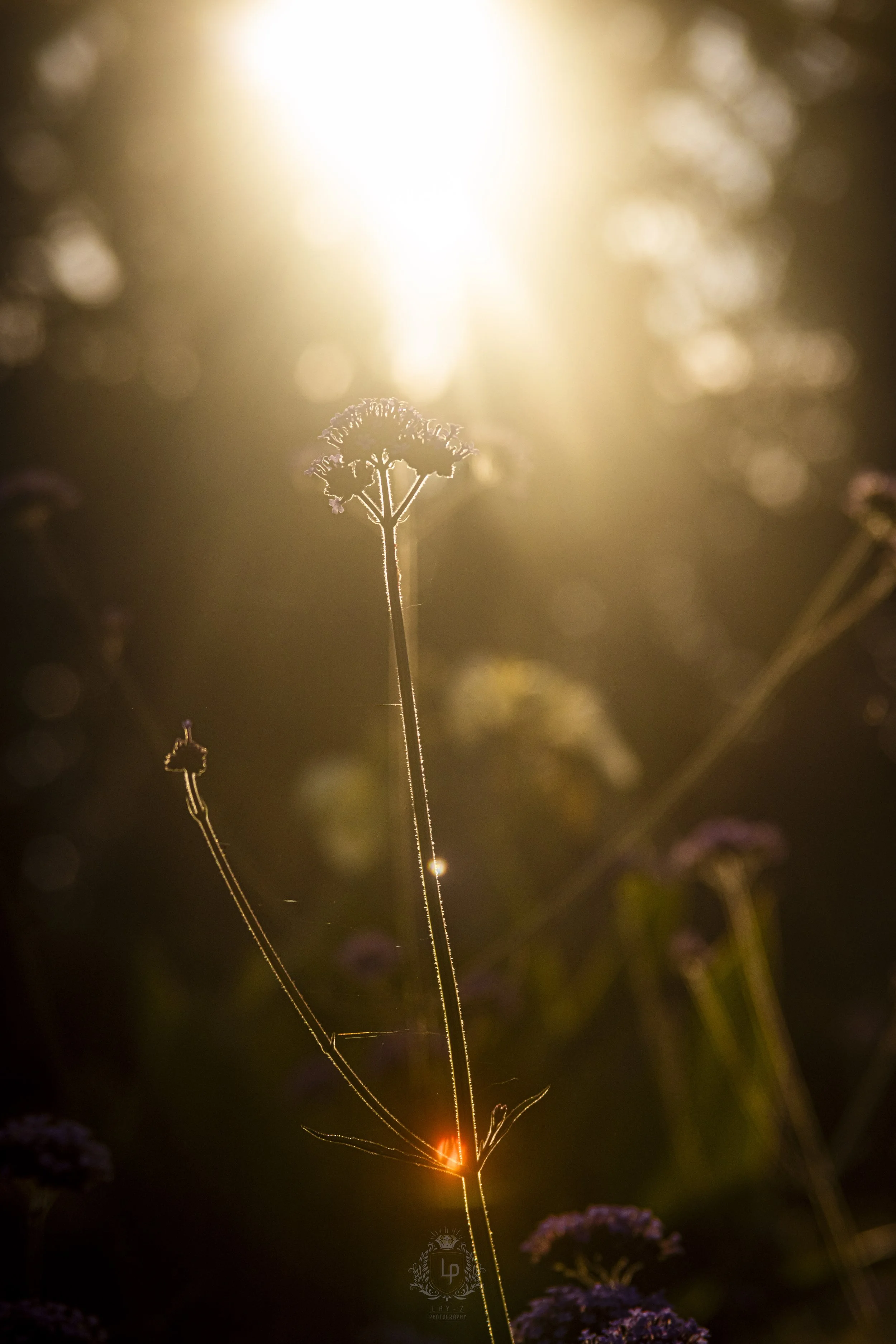 A flower silhouette backlit by the sun during sunset, with the sunlight creating a golden glow and bokeh effect in the background.