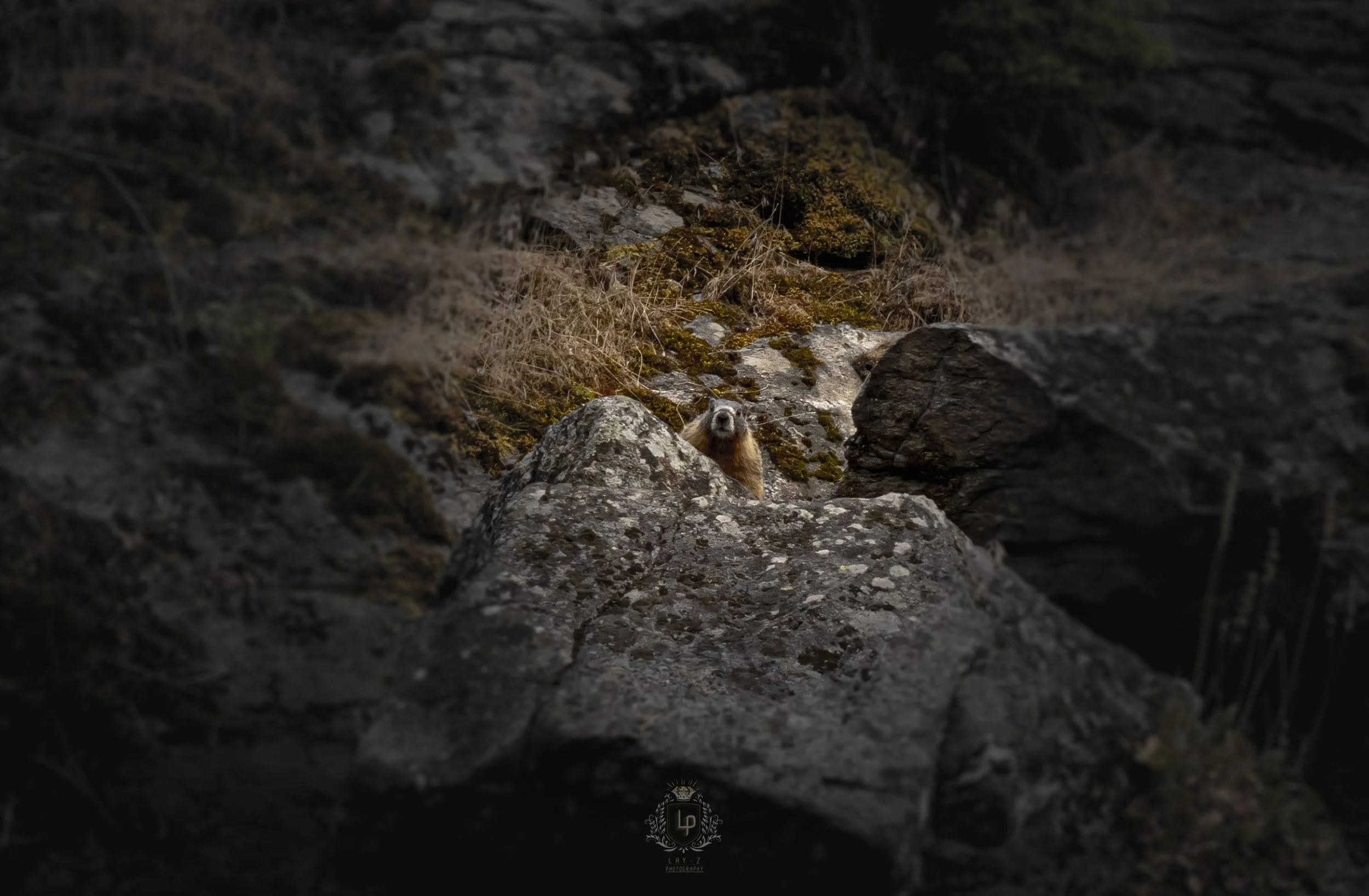 A small animal, possibly a marmot, peeking over rocks in a natural, rocky, and mossy landscape.