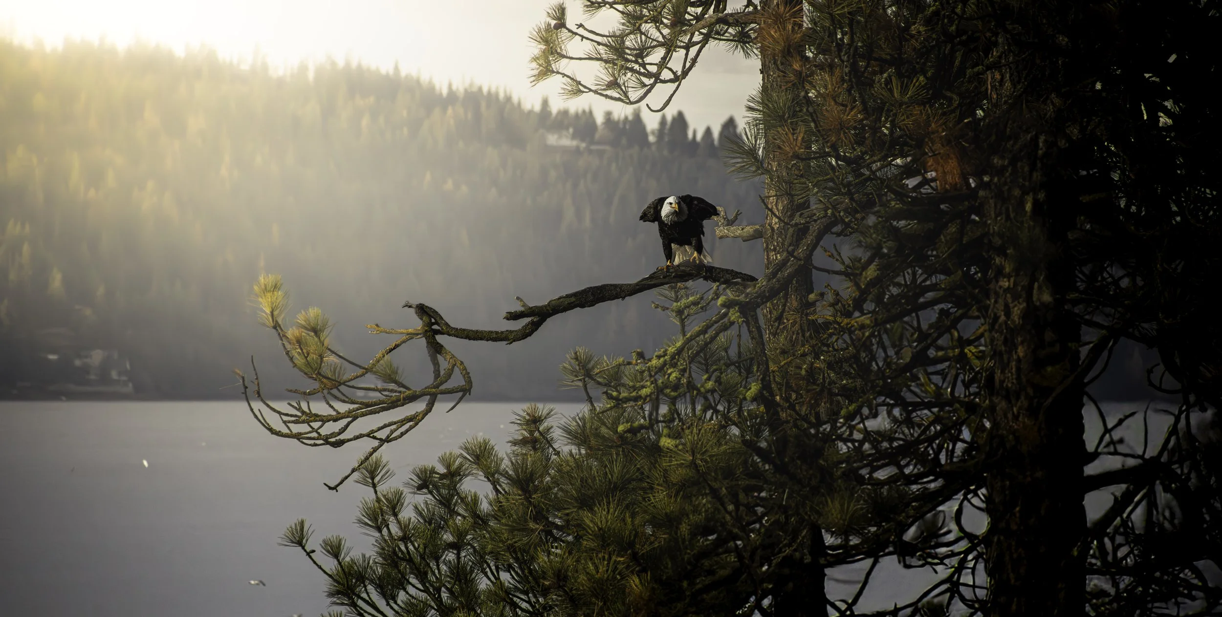 A bald eagle perched on a branch of a pine tree overlooking a lake, with a forested hillside in the background at sunset.