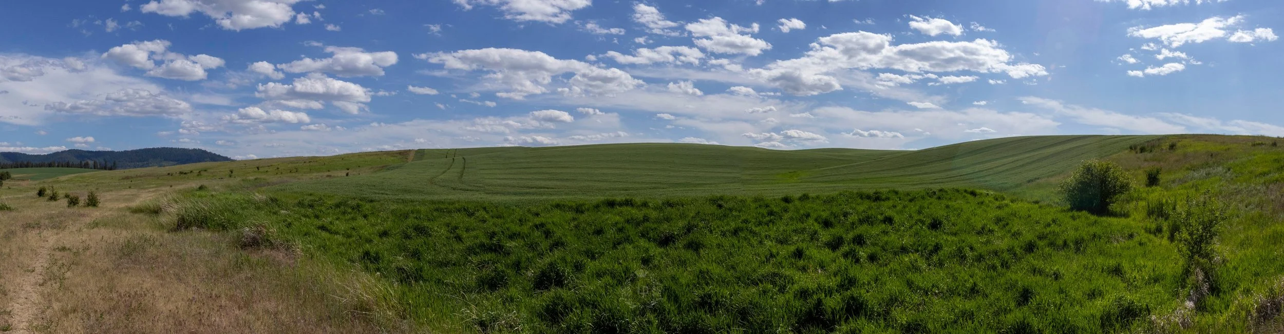 Wide view of rolling green hills under a partly cloudy blue sky, with some trees and grassy fields.