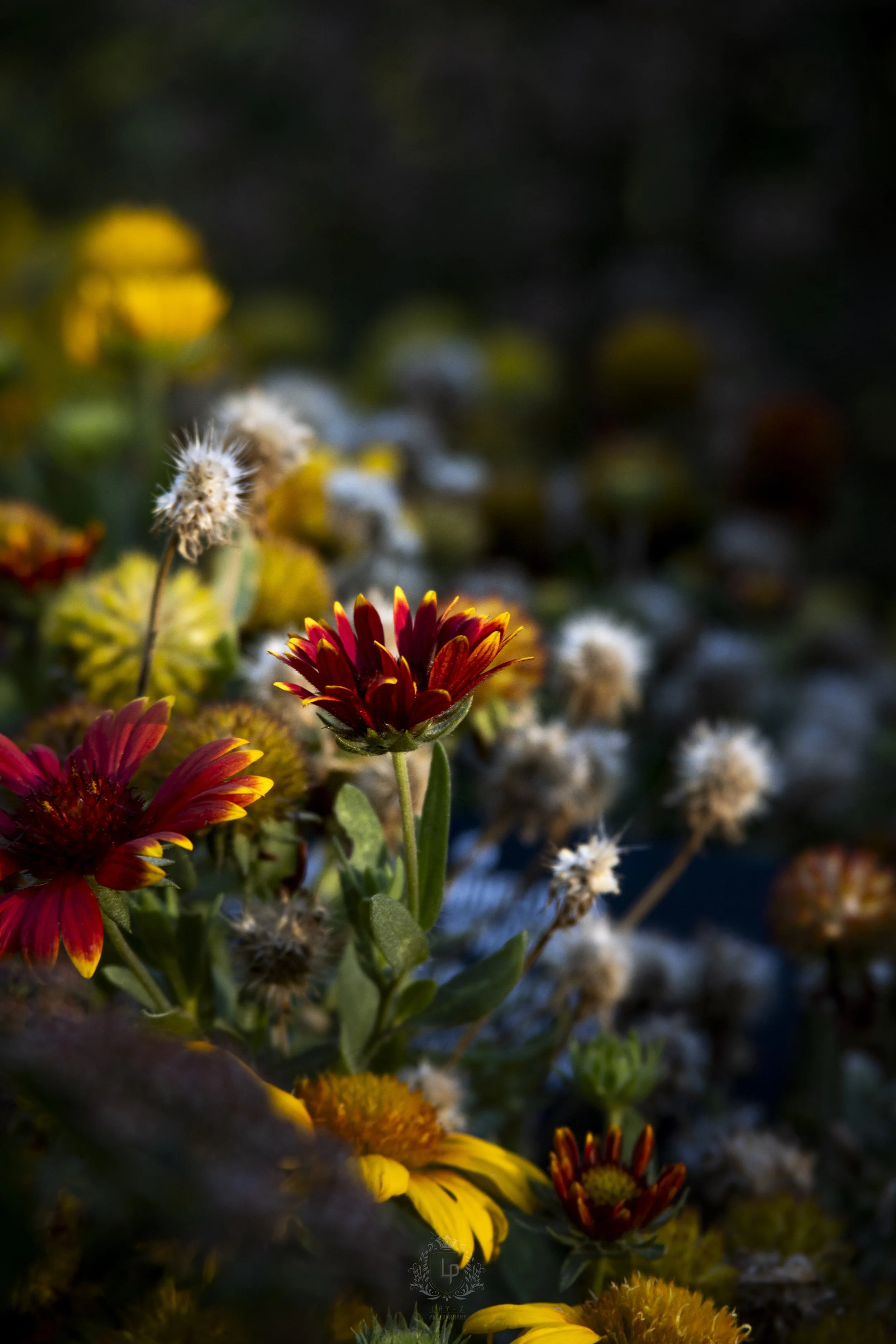 Close-up of colorful flowers, including red and yellow blooms, with a dark blurred background.