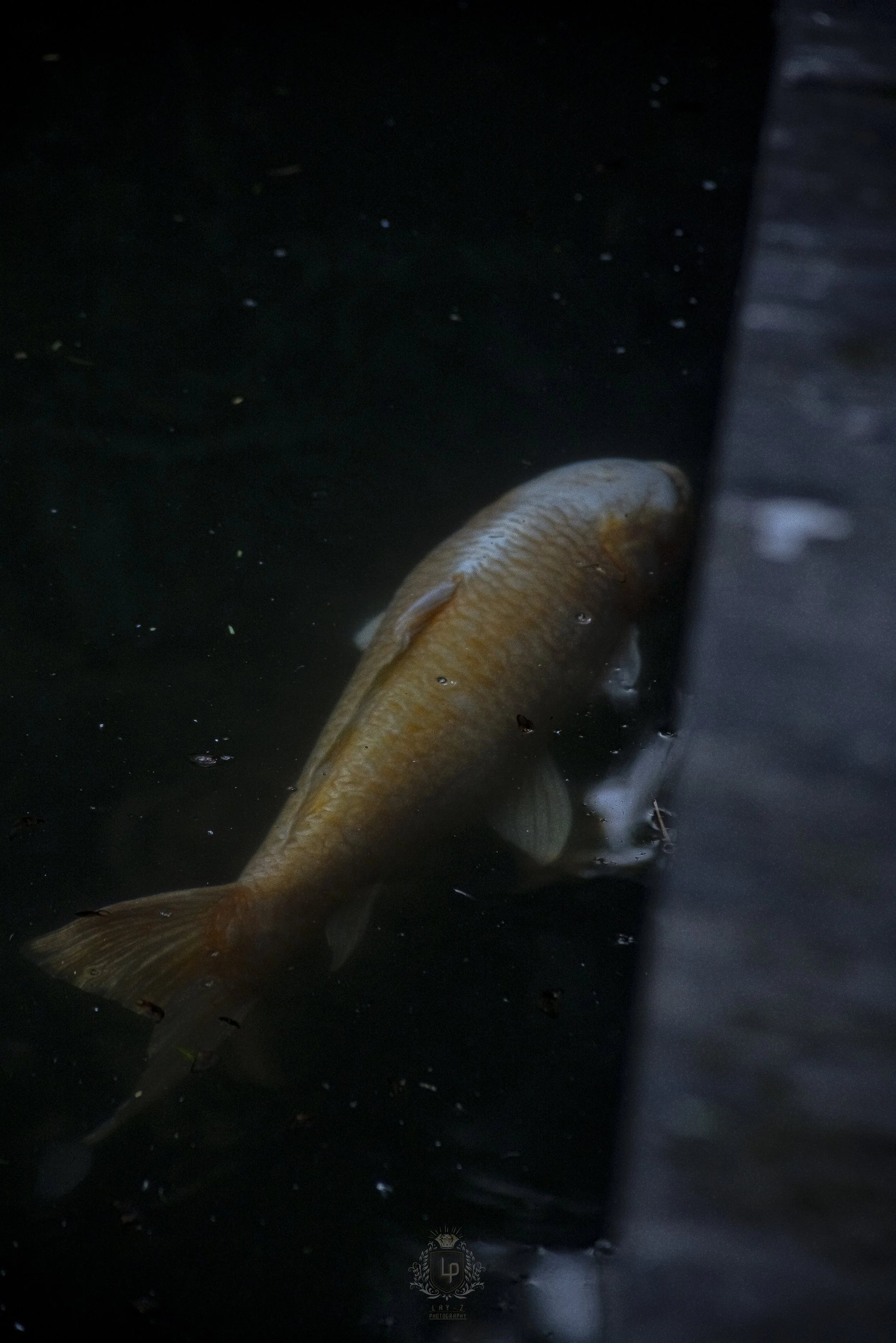 A fish floating in dark water, partially obscured by a vertical dark object.