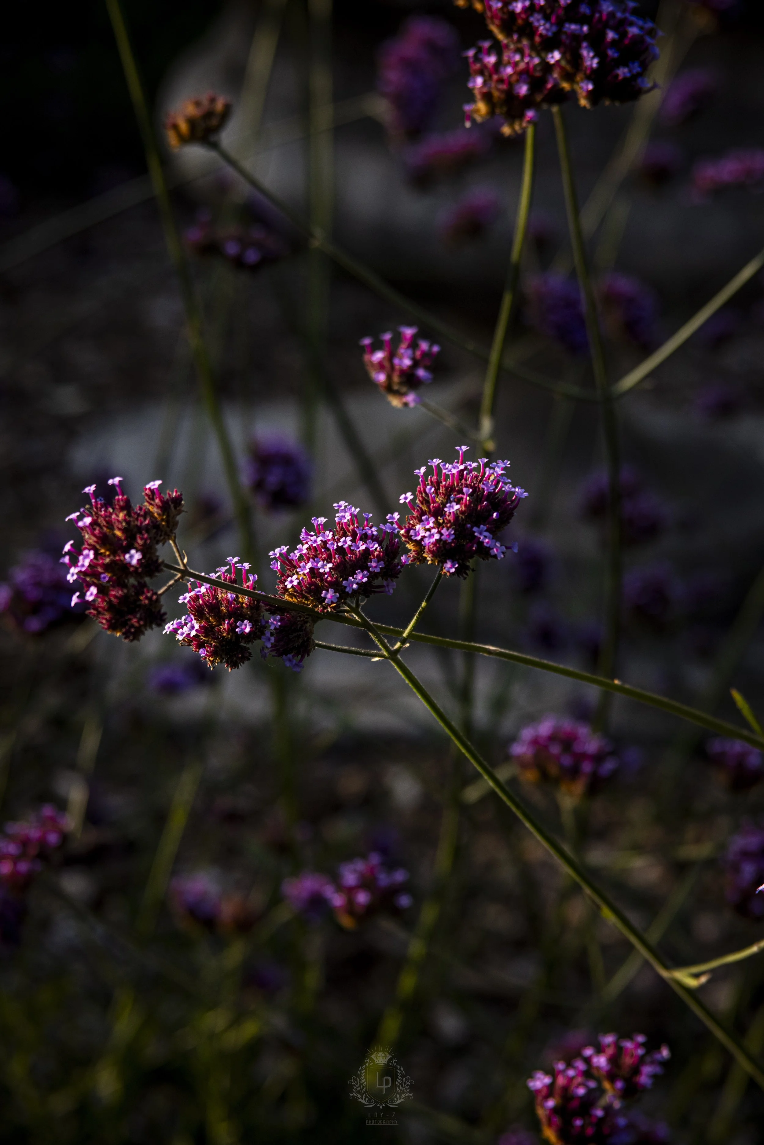 Close-up of purple and pink flowers with dark background and scattered light highlighting their petals.