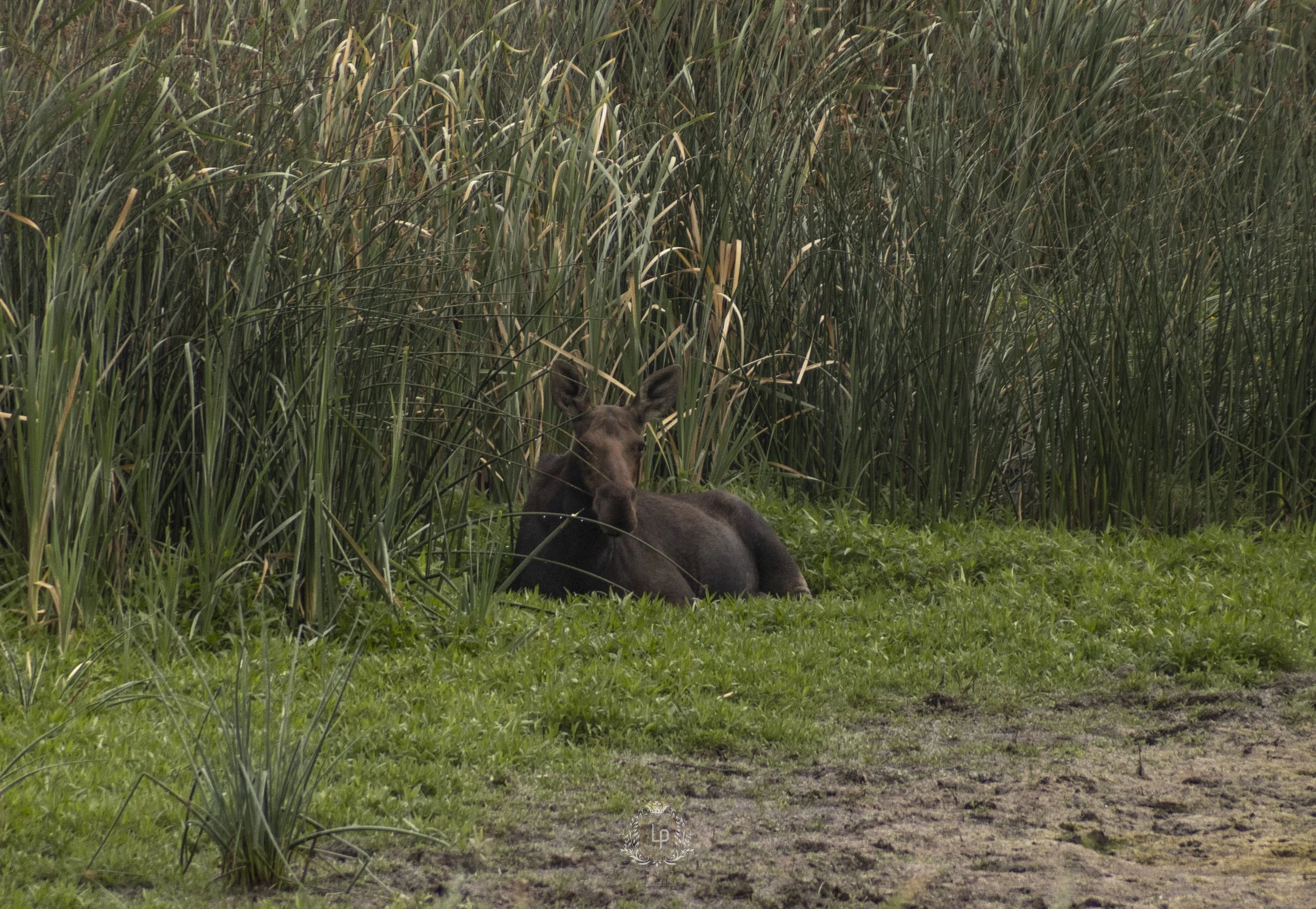 A moose calf resting on the grass near a pond, surrounded by tall reeds.