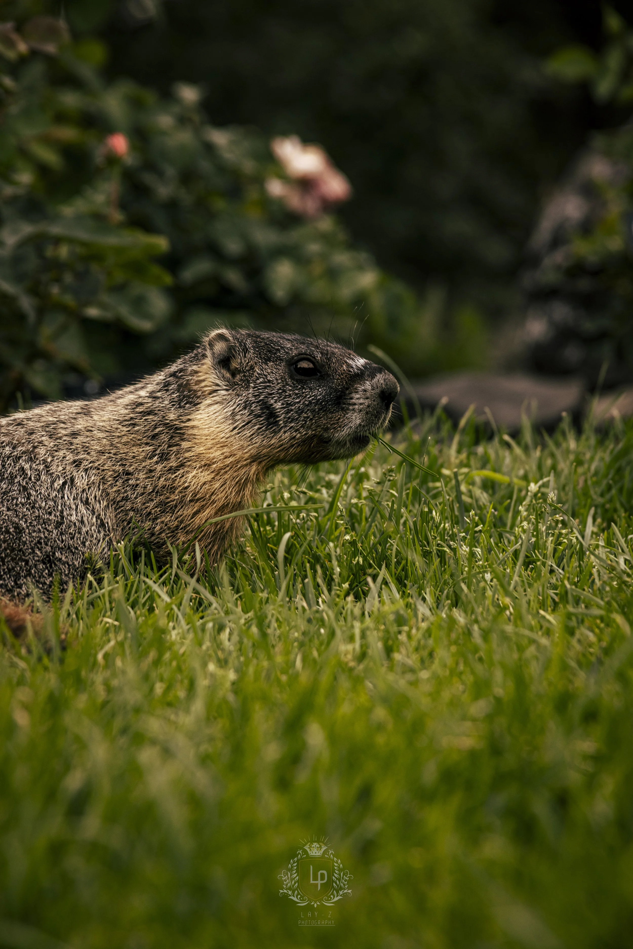 A marmot lying on green grass, with a dark, leafy background. The marmot appears to be eating a blade of grass.