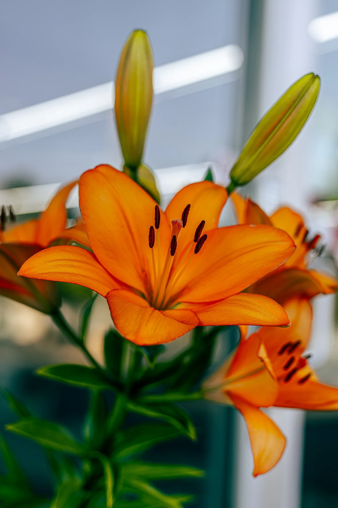 Close-up of a vibrant orange lily flower with open petals, showing dark stamens and pistil, against a blurred background.