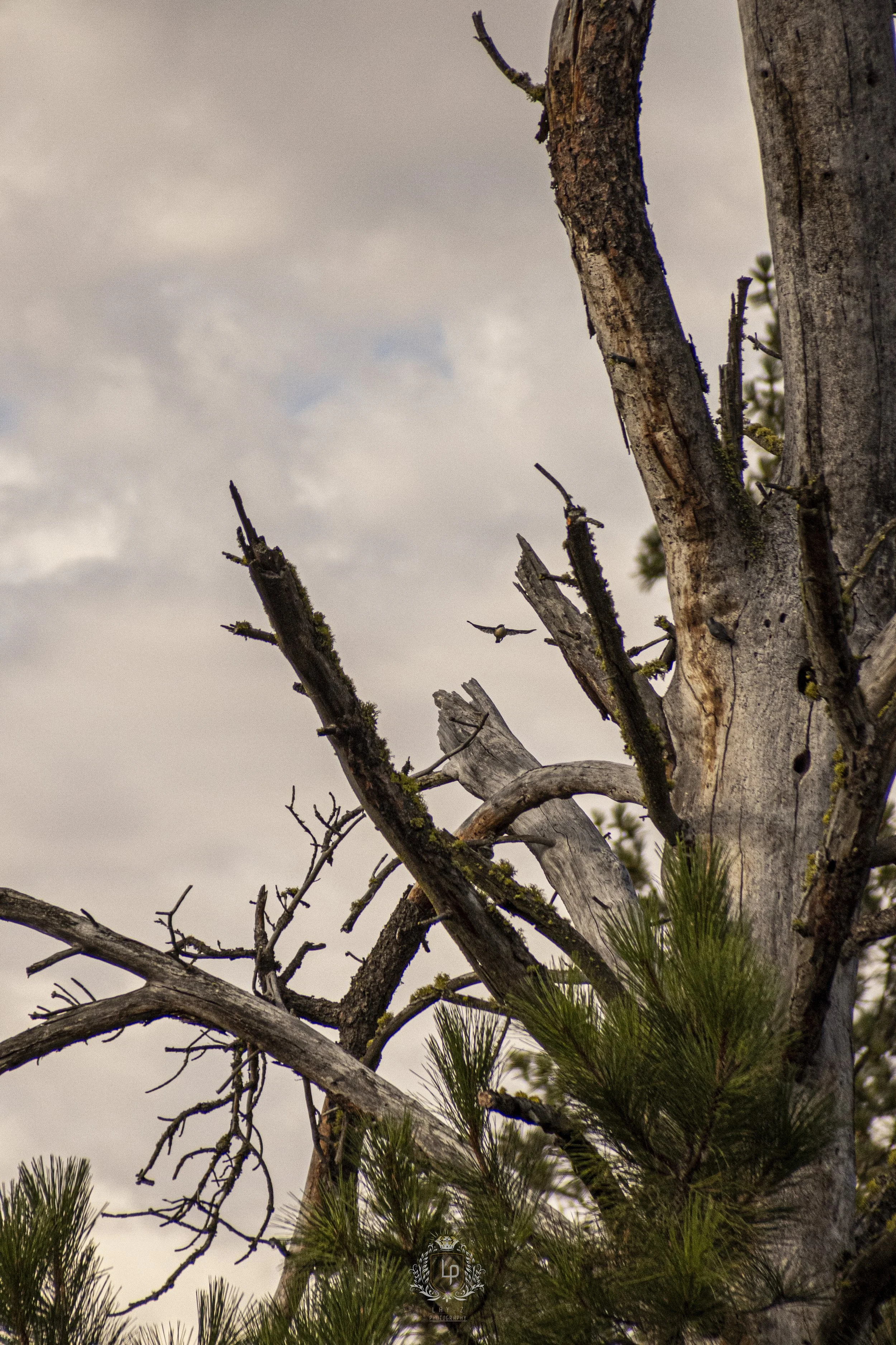 Close-up of a weathered, dead tree with some small green pine needles at its base, set against a cloudy sky.