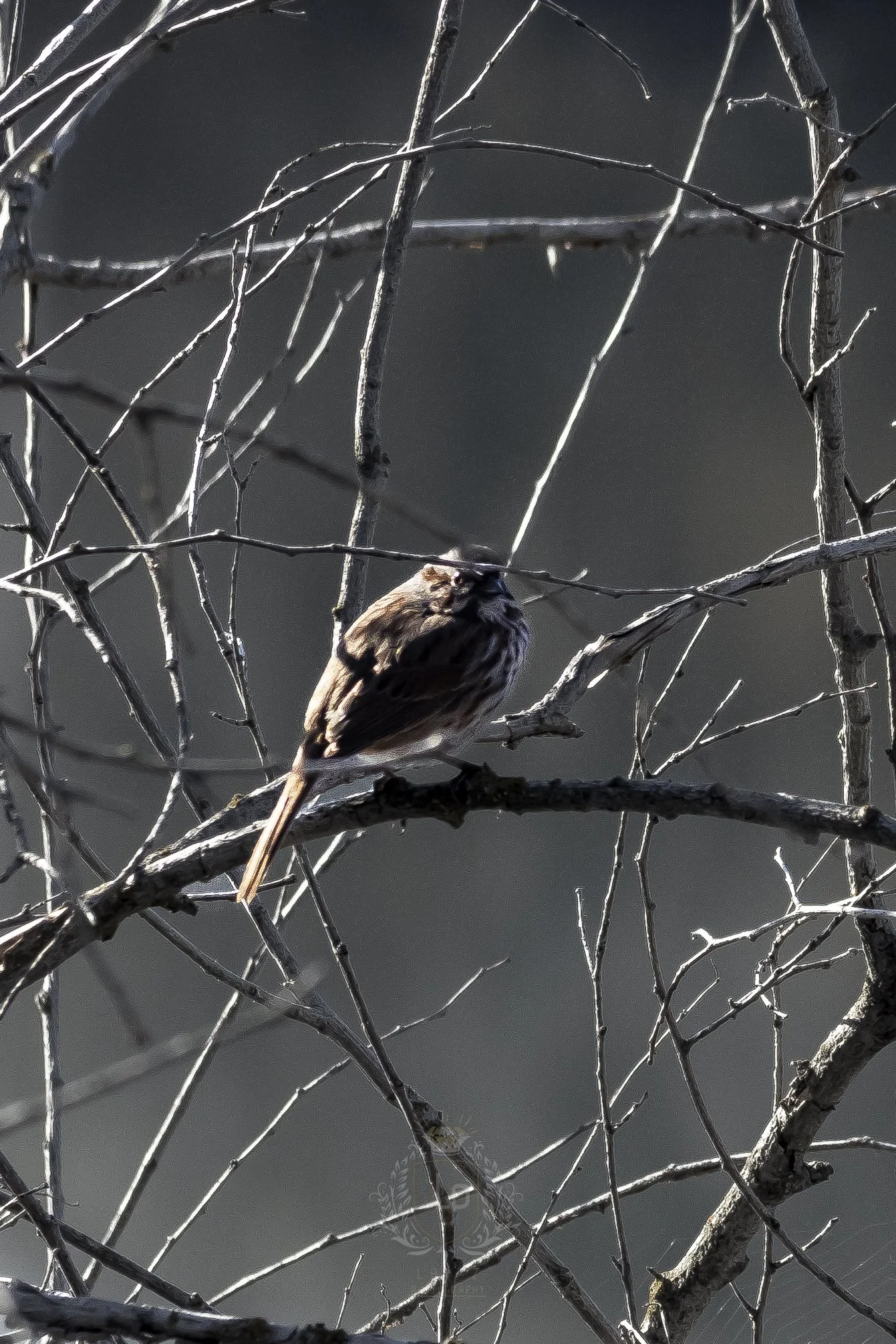 A small bird perched on a thin branch among a tangle of leafless twigs.