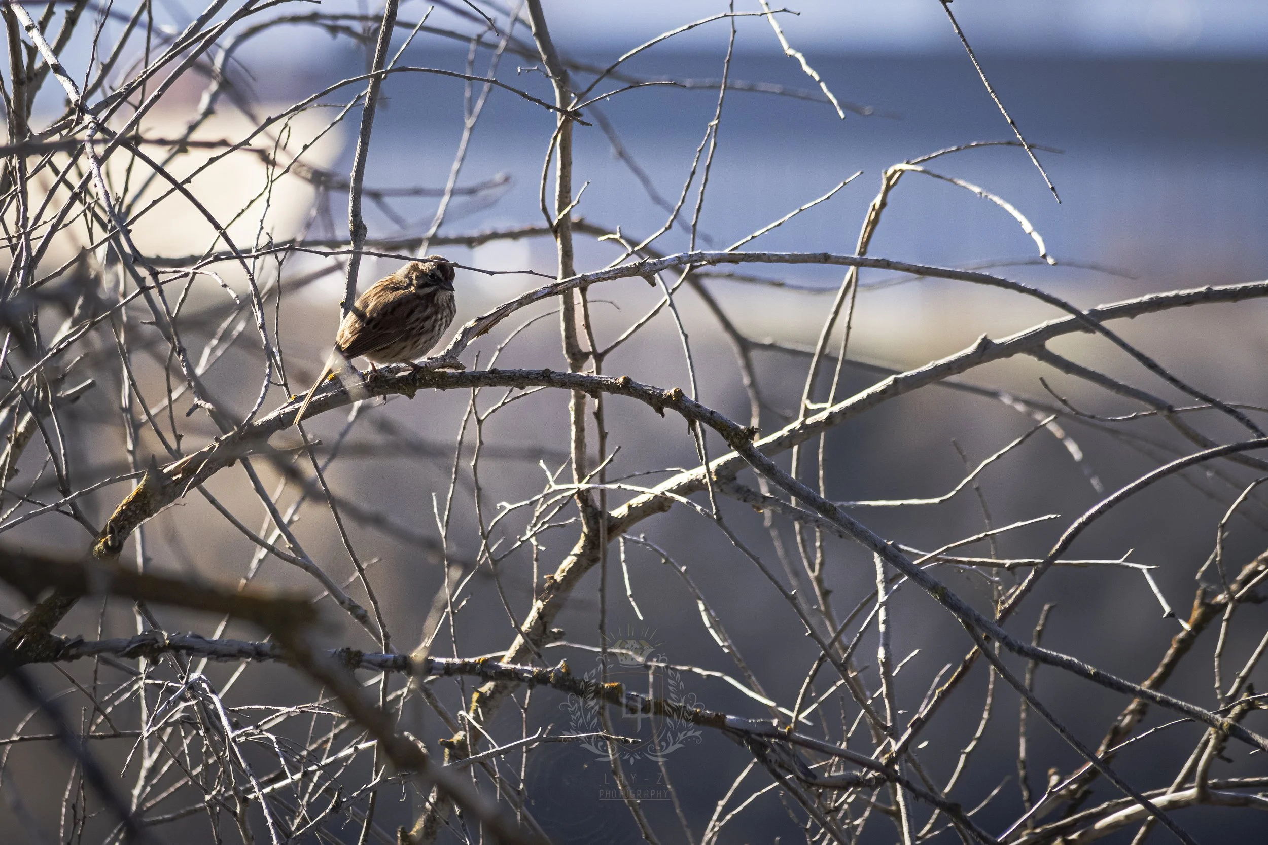 A small bird with brown and black feathers perched on a branch amid a tangle of leafless, grayish branches during daylight.