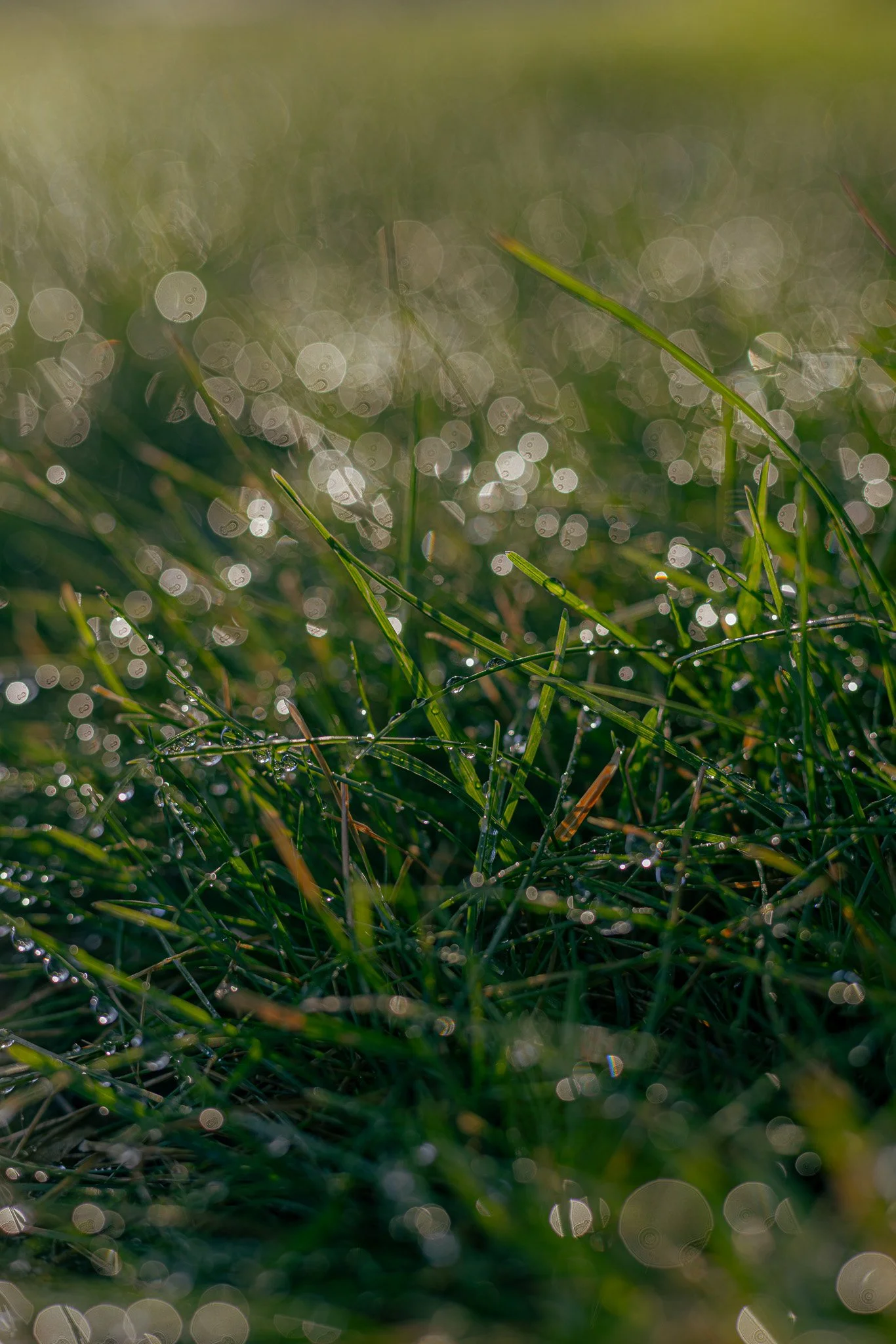 Close-up of grass blades with dewdrops and sun reflections creating a bokeh effect in the background.