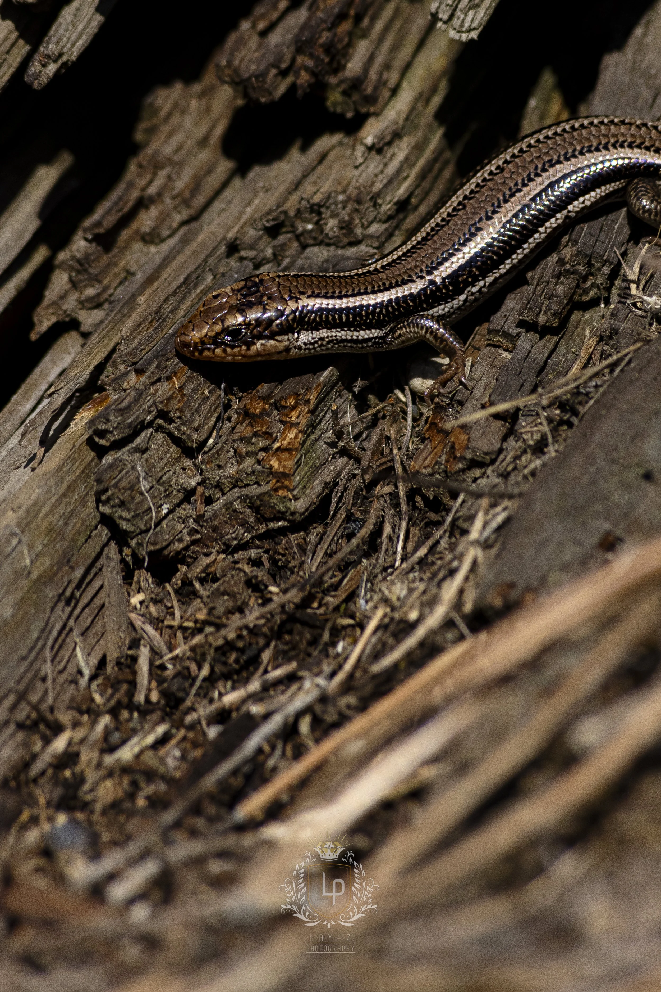 A brown and black striped snake resting on a pile of weathered wood and debris.
