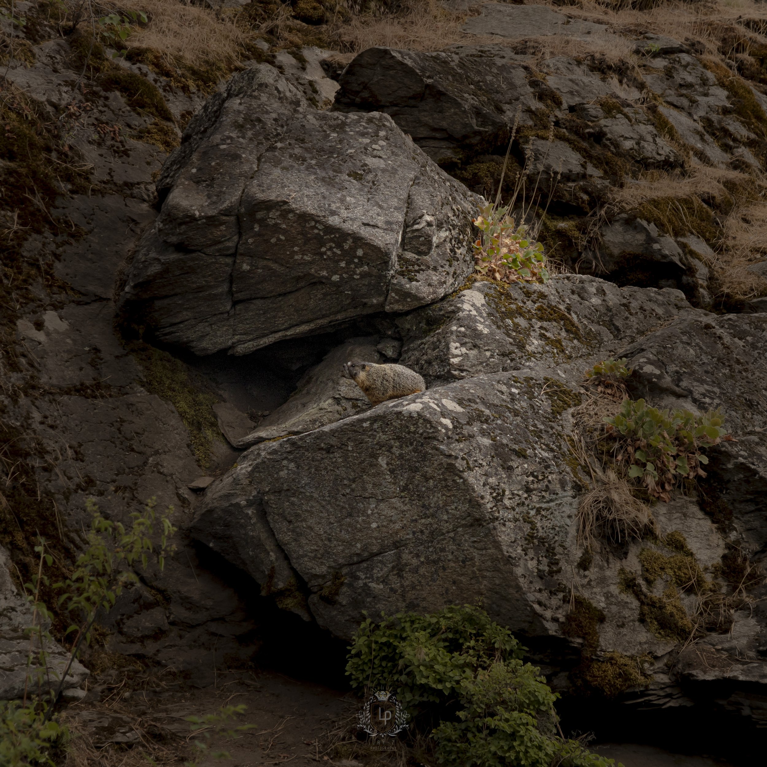 A marmot resting on a rock among large gray rocks with patches of moss and small plants around.
