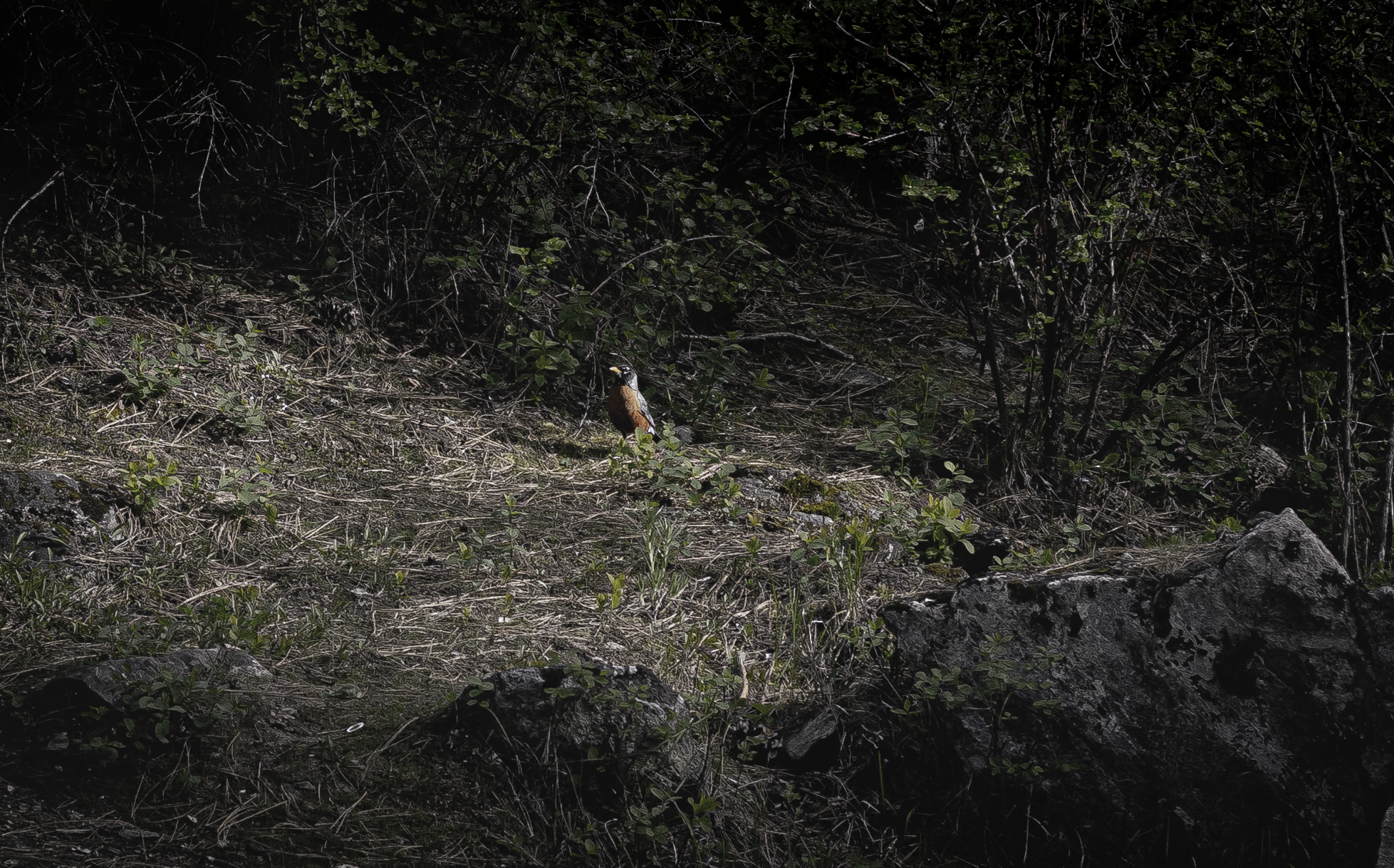 A small bird standing on the ground among green plants, rocks, and dry grass, partially illuminated in a dark setting.
