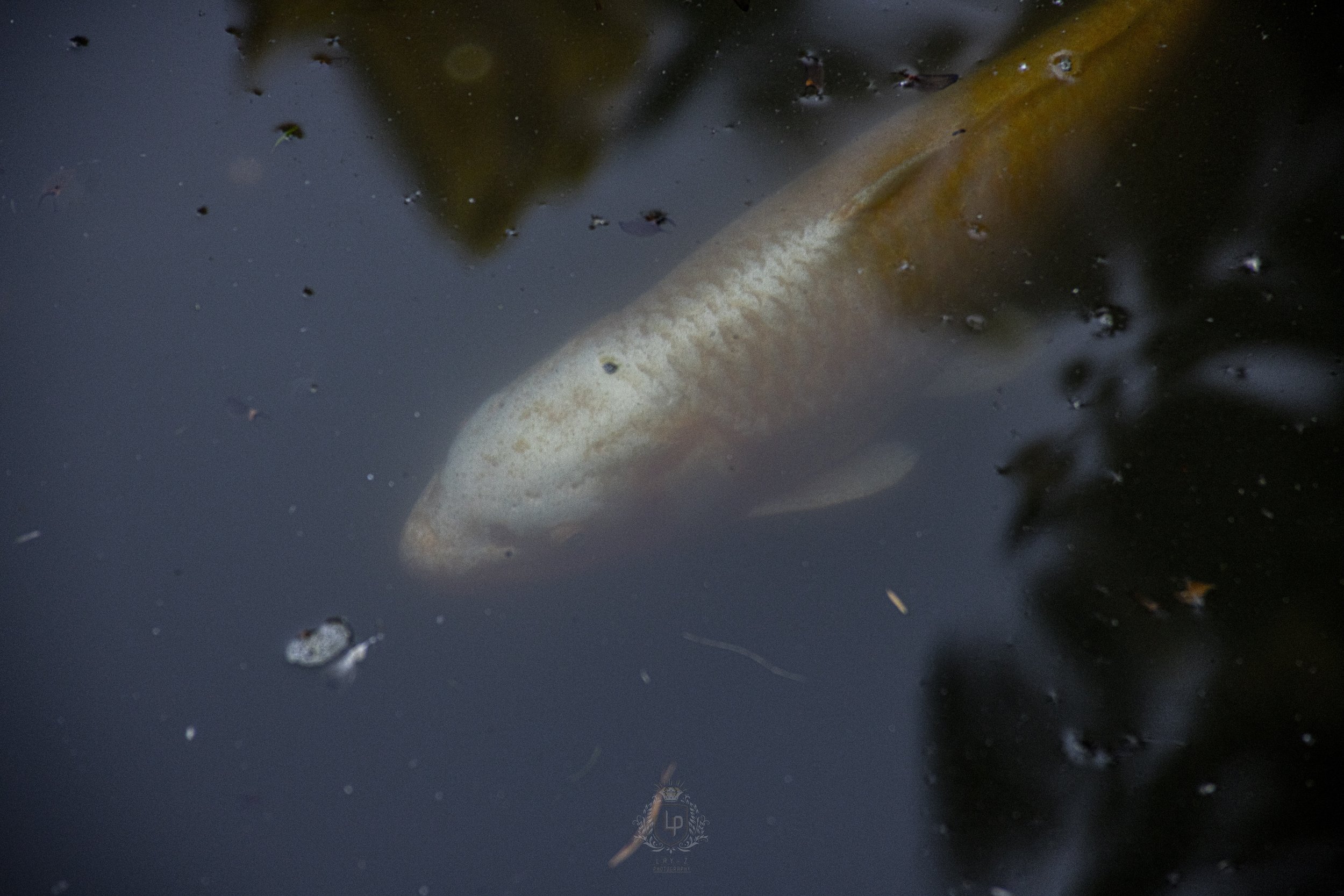 A fish swimming near the surface of dark water with some floating debris and reflections.