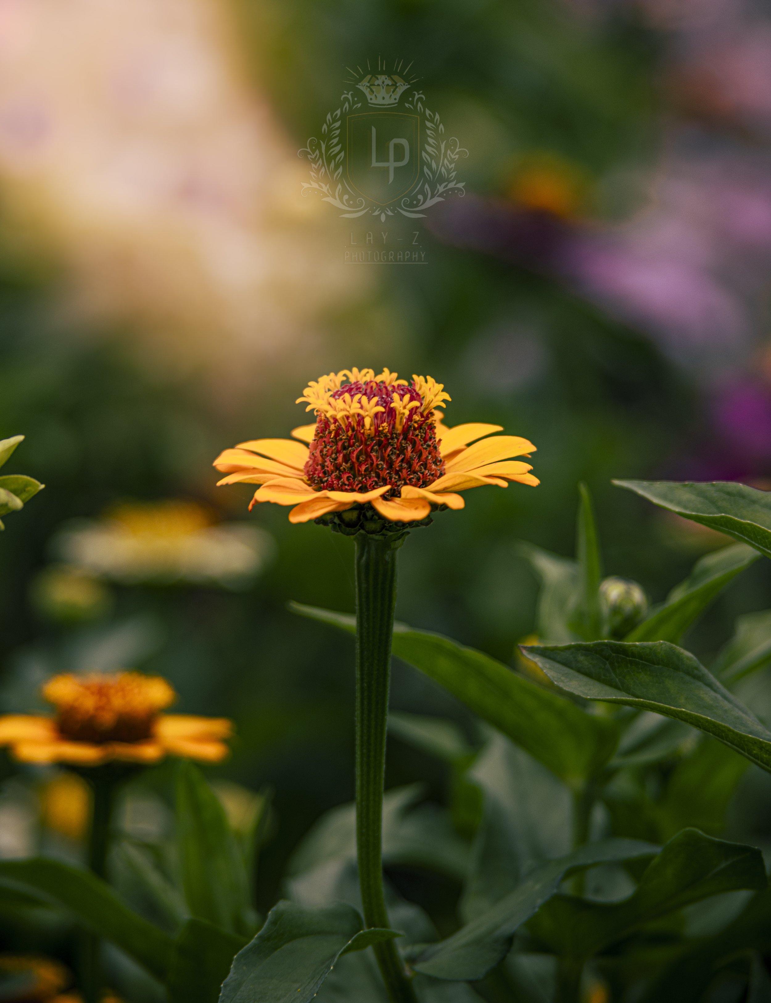 A vibrant orange flower with a red and yellow center growing among green leaves, with a blurred background of other flowers and foliage.