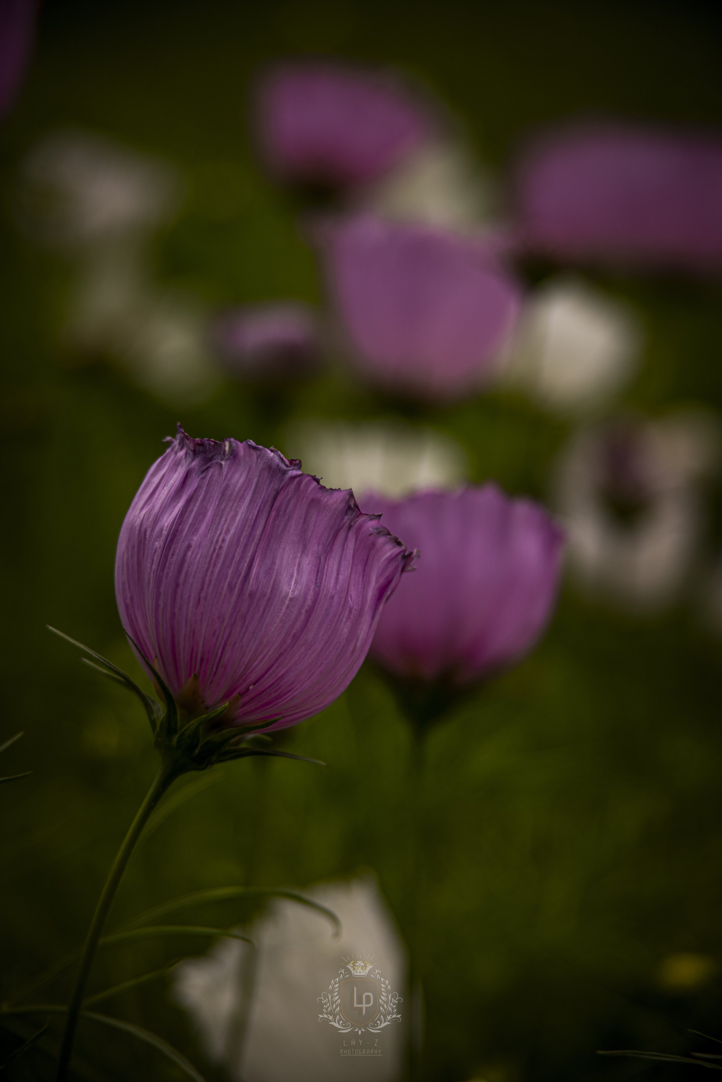 Close-up of pink flowers with blurred background of green foliage.