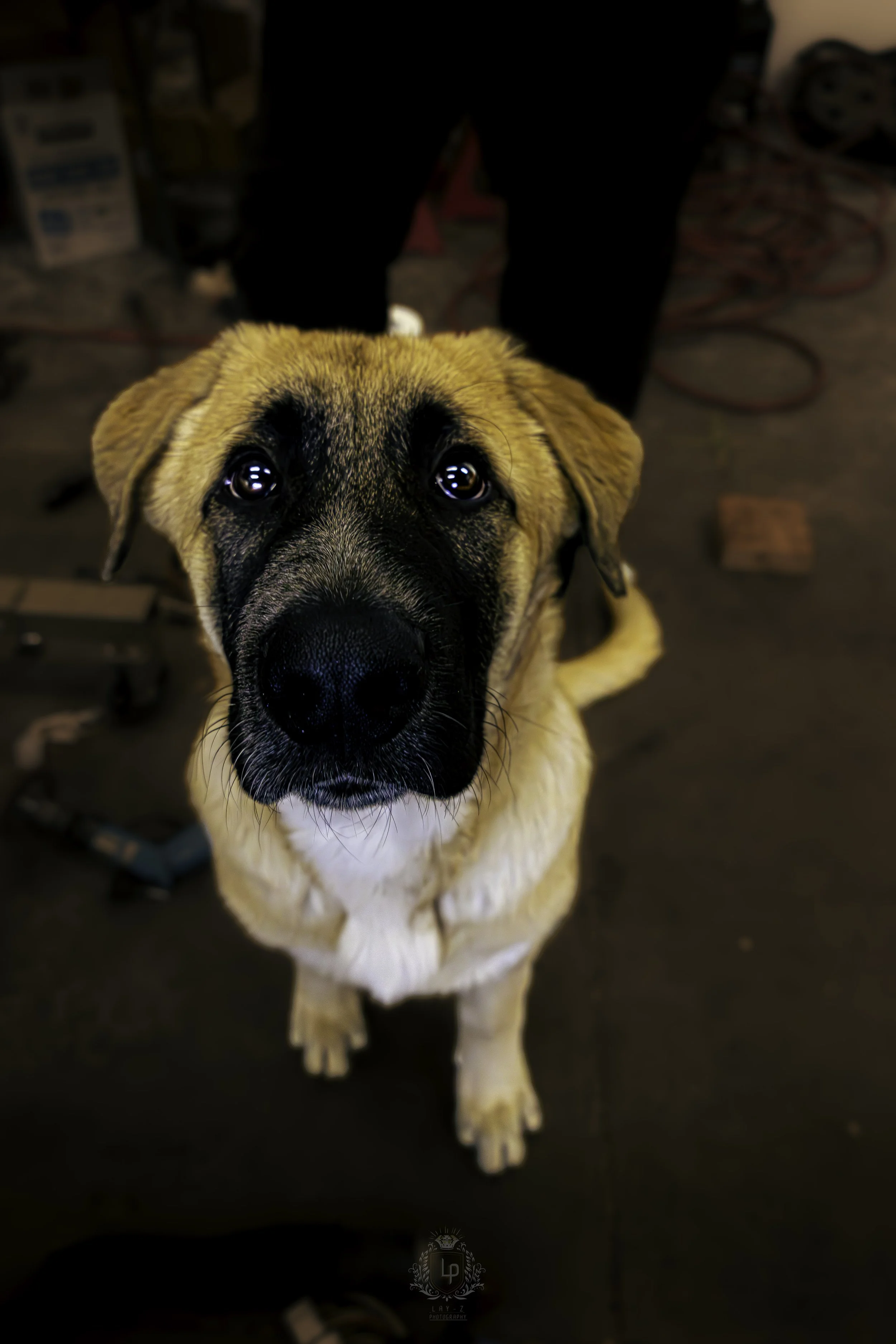 adorable-puppy-looking-up-overhead-angle-dog-portrait-photography.jpg
