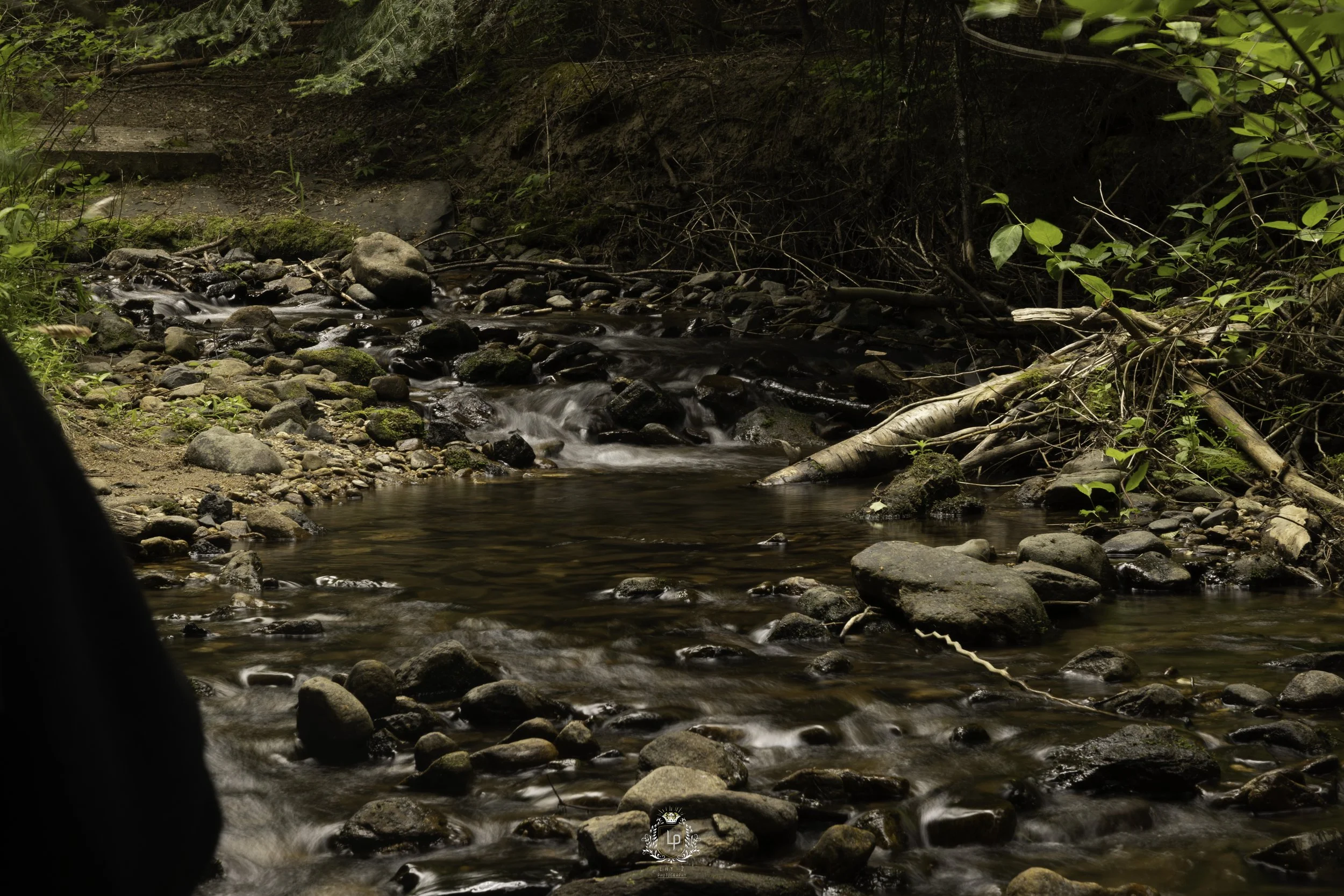 A small, rocky creek flowing through a forested area with green leaves and fallen branches on the banks.