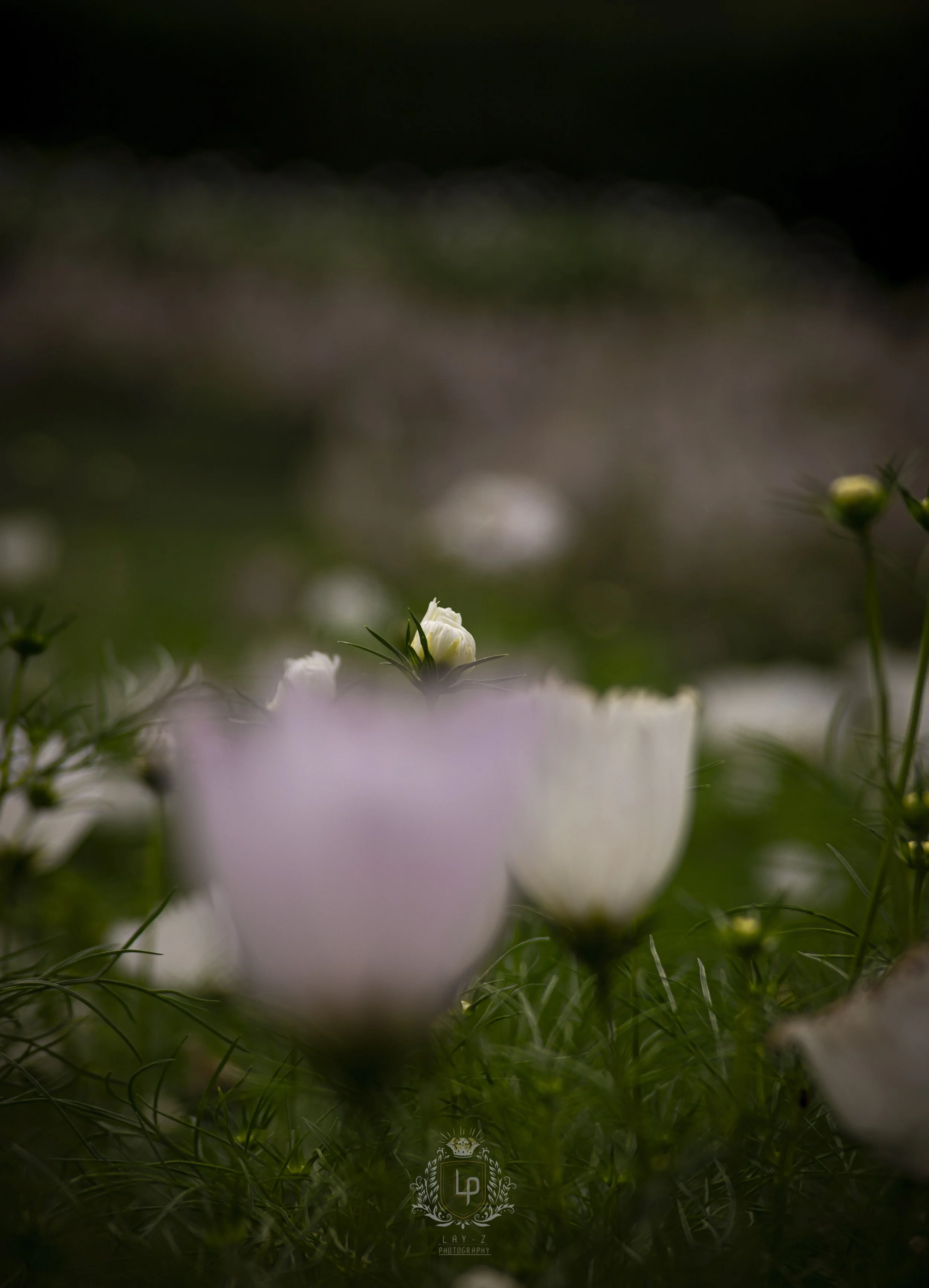 Close-up of white and light pink flowers in a garden with soft focus background.