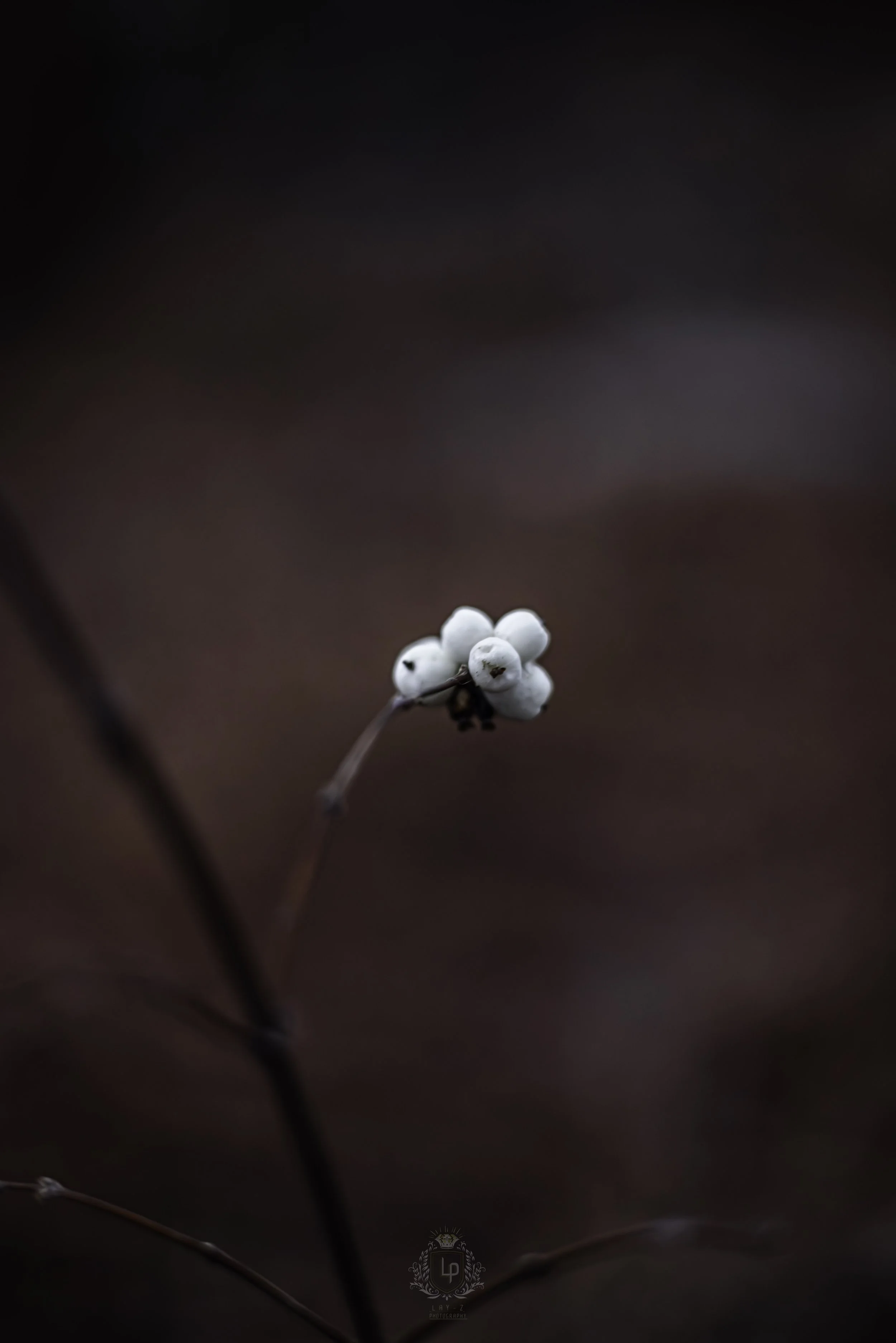 Close-up of a small cluster of white berries on a thin branch, against a blurred dark background.