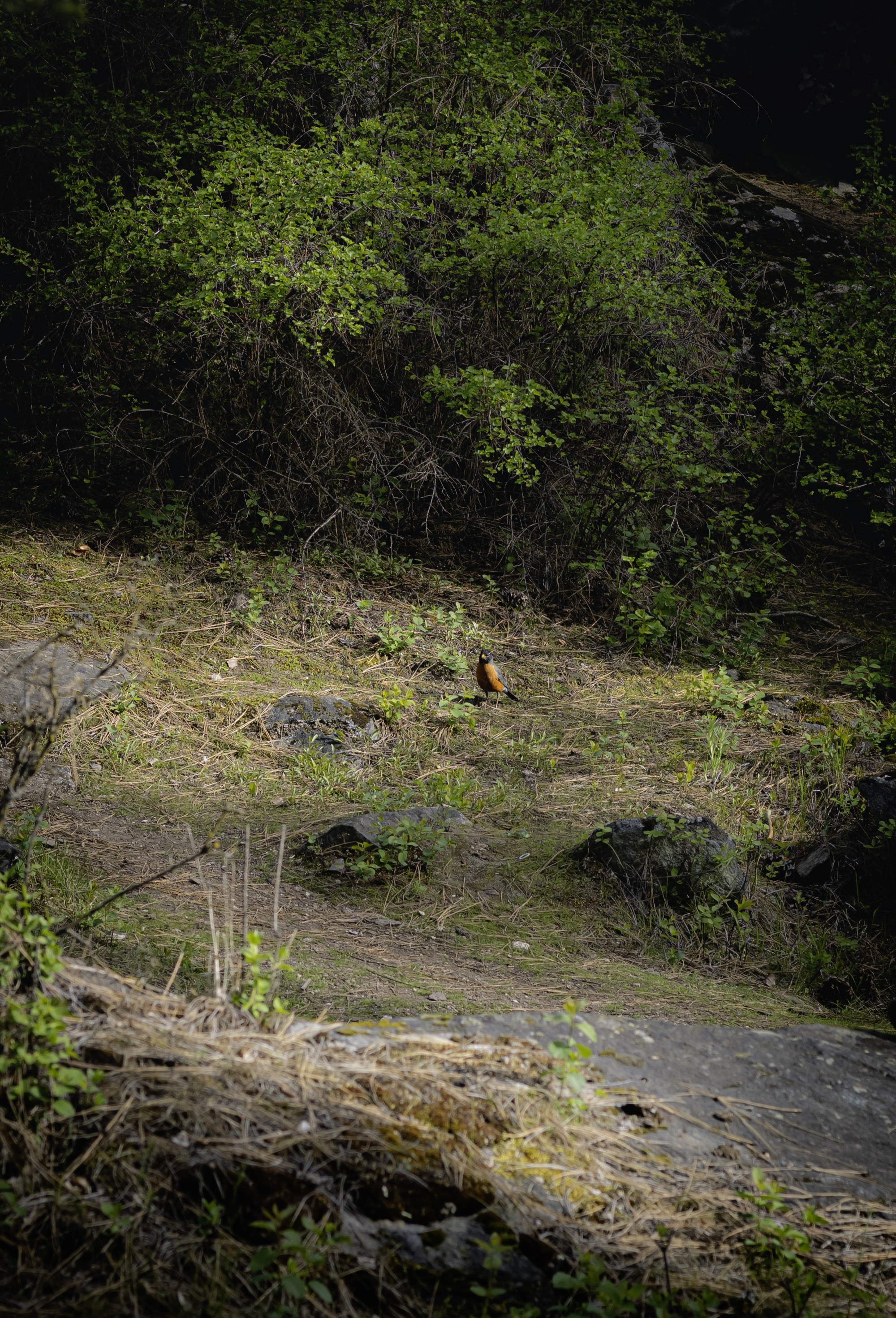 A small bird with orange and black coloring standing on a patch of grass and rocks in a forested area.