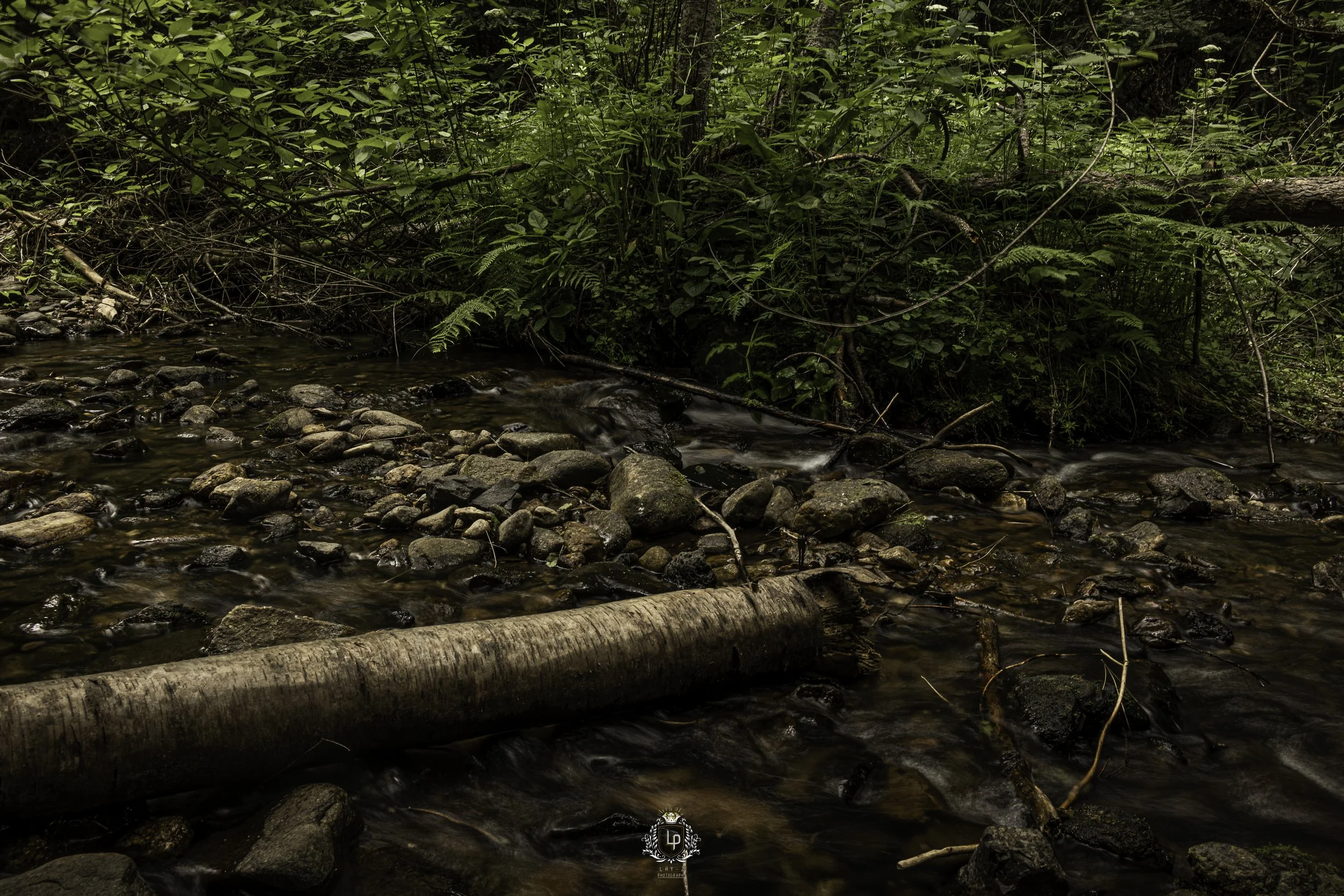A small stream flowing through a forest with rocks and a fallen tree in the water, surrounded by lush green vegetation.