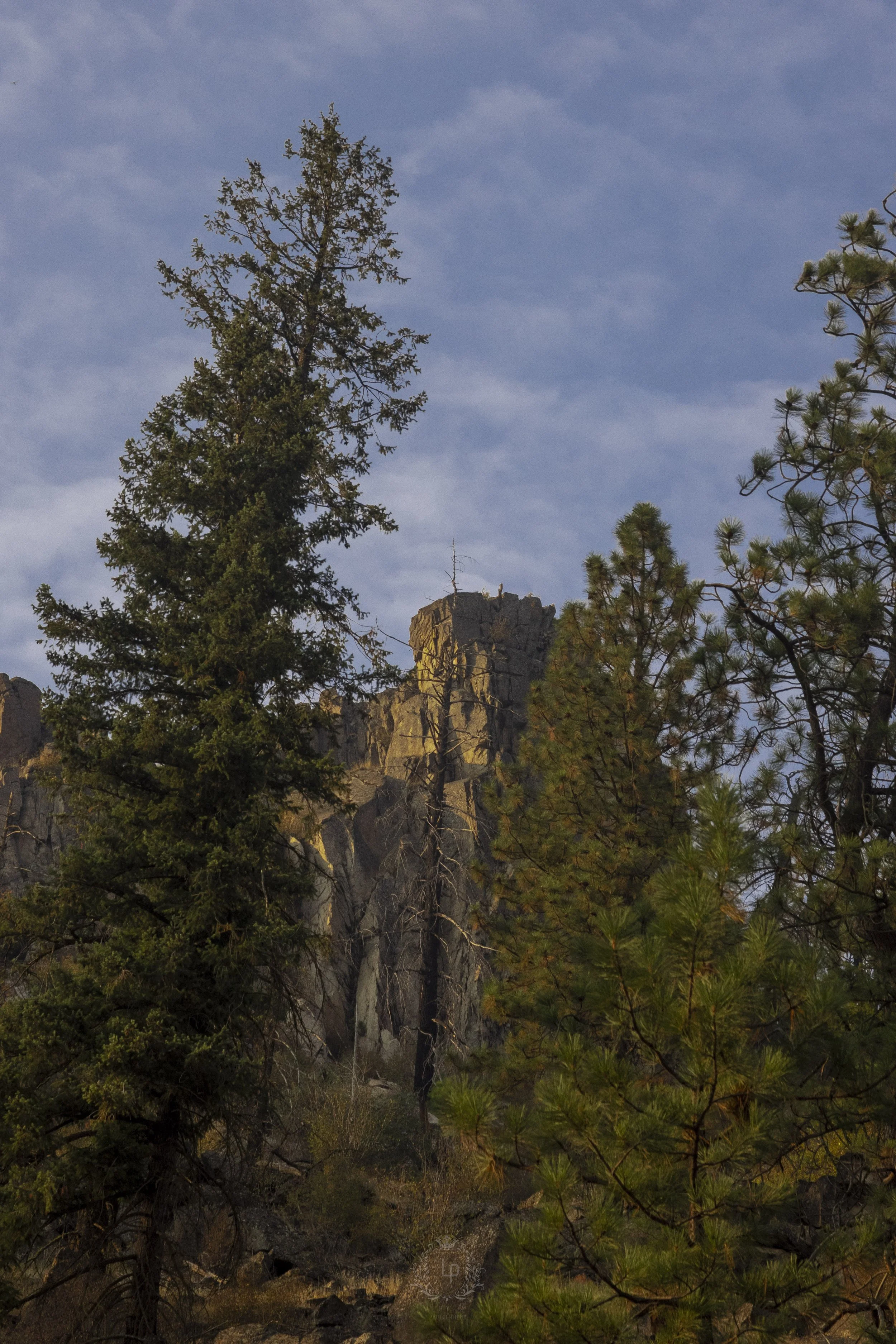 Tall pine trees and a rocky cliff or mountain under a partly cloudy sky.