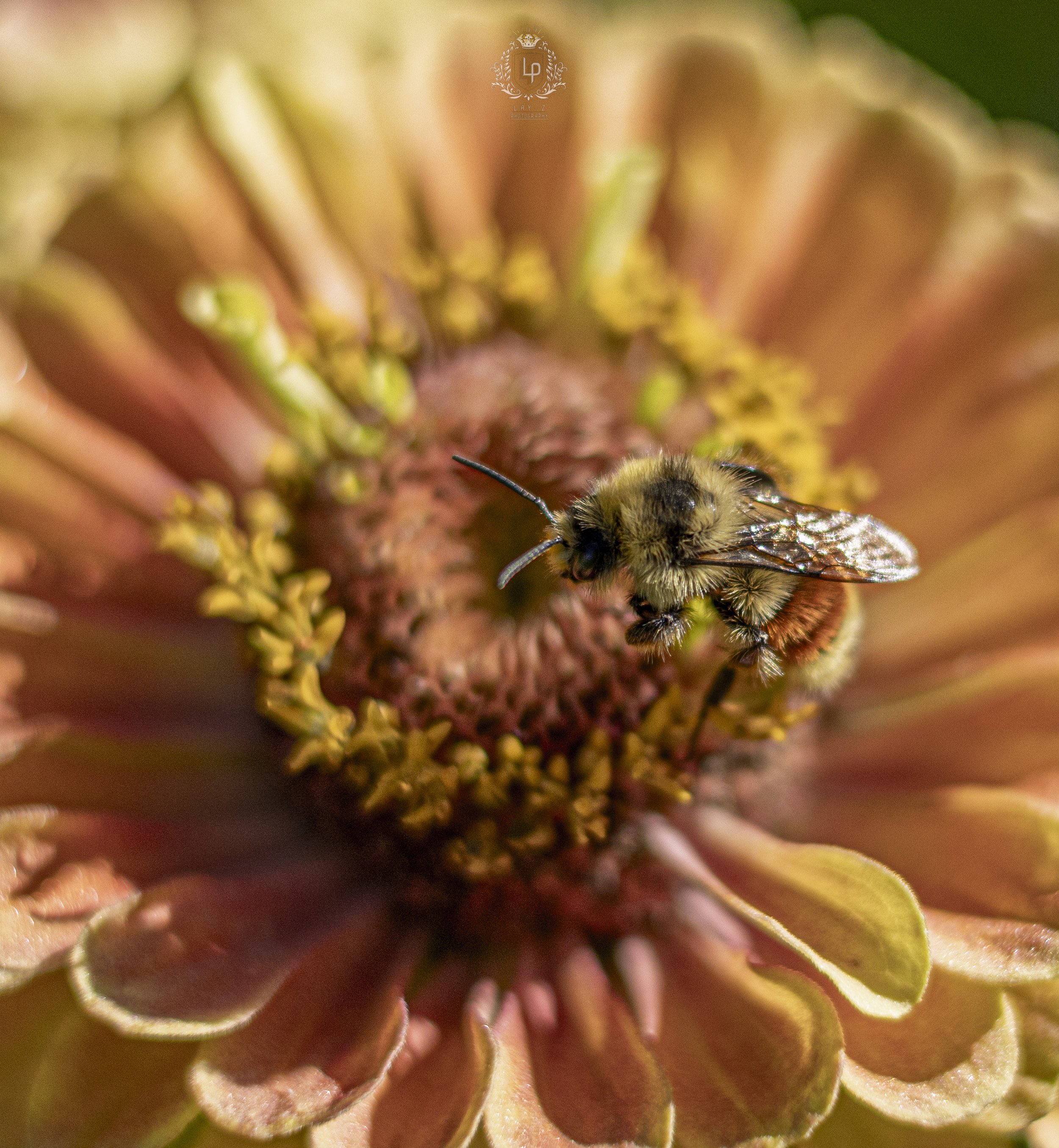 Close-up of a bee on a pinkish-orange flower.
