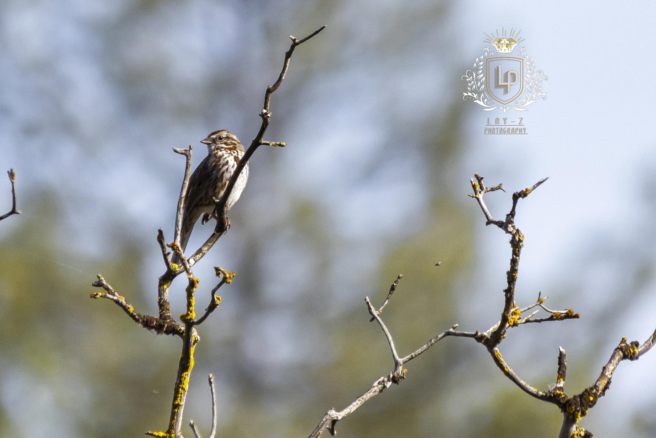 A small brown and white bird perched on a thin, leafless tree branch against a blurred background of sky and trees.