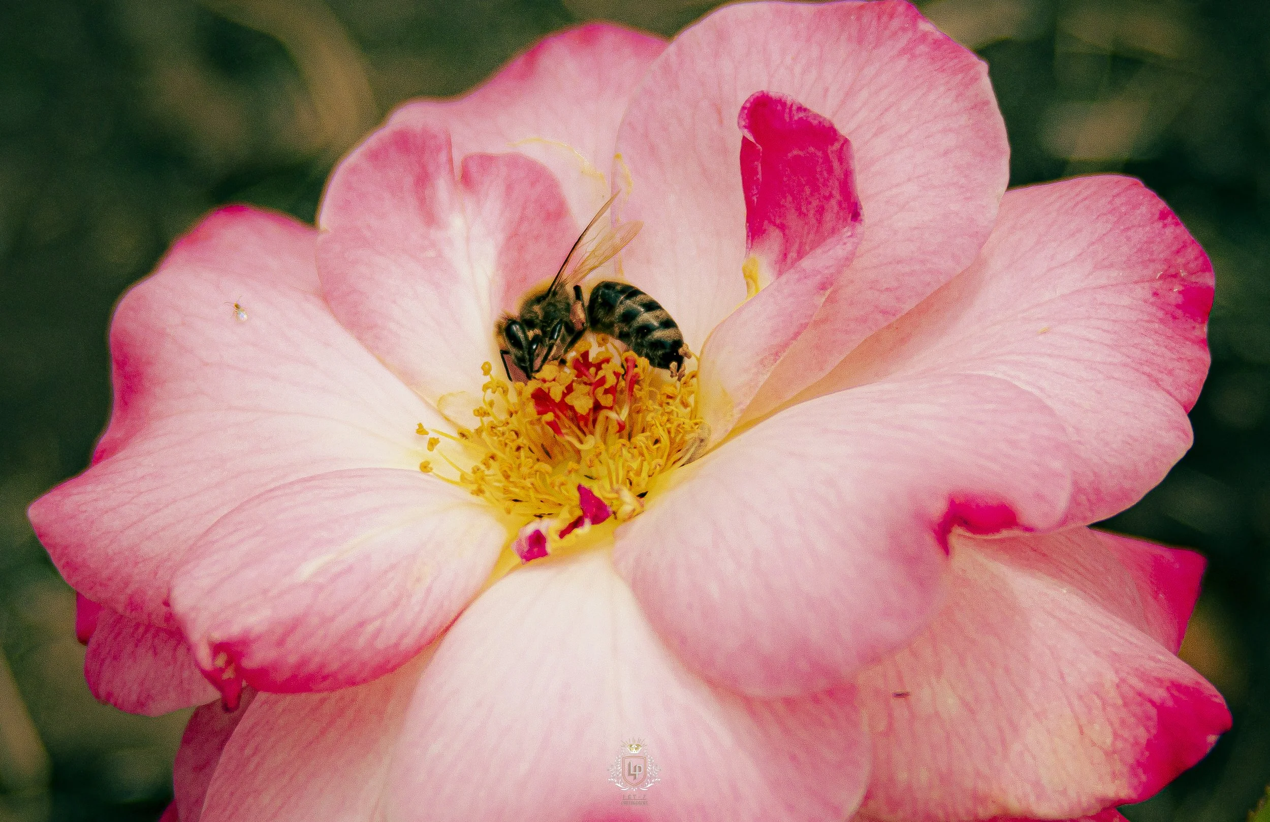 Close-up of a pink and white rose flower with a bee collecting nectar from its yellow center.